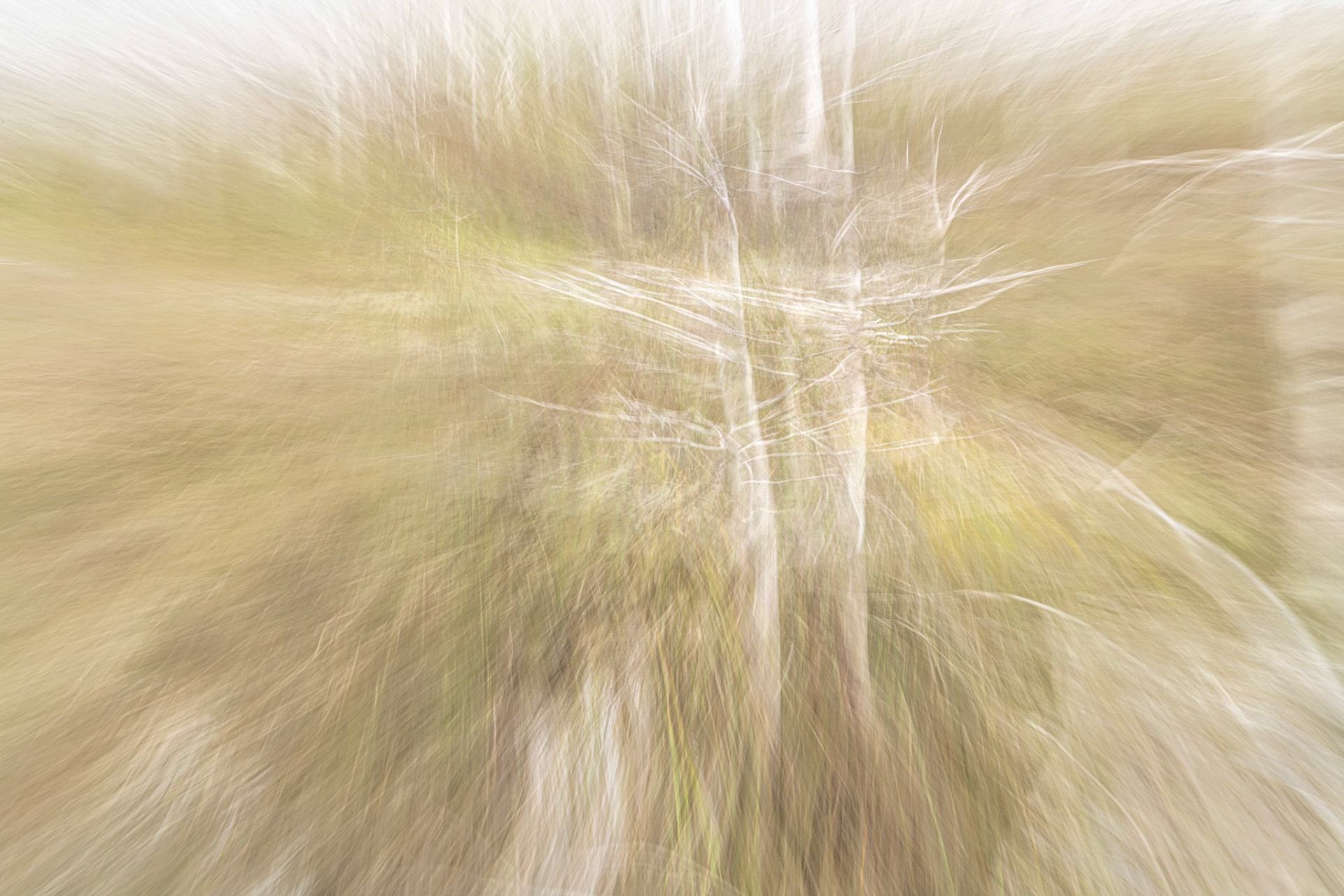 Reeds I
