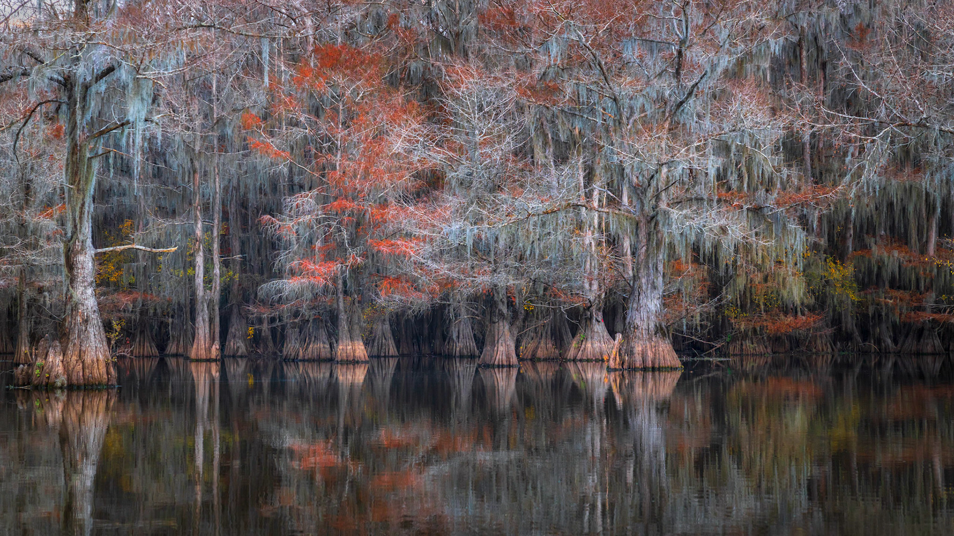 Cypress Fall Colors
