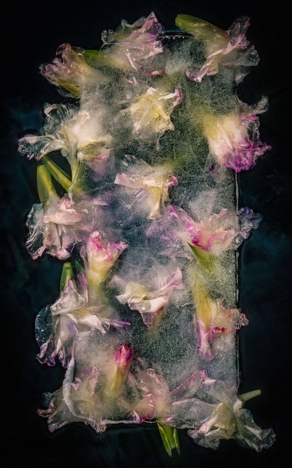 Gladiola