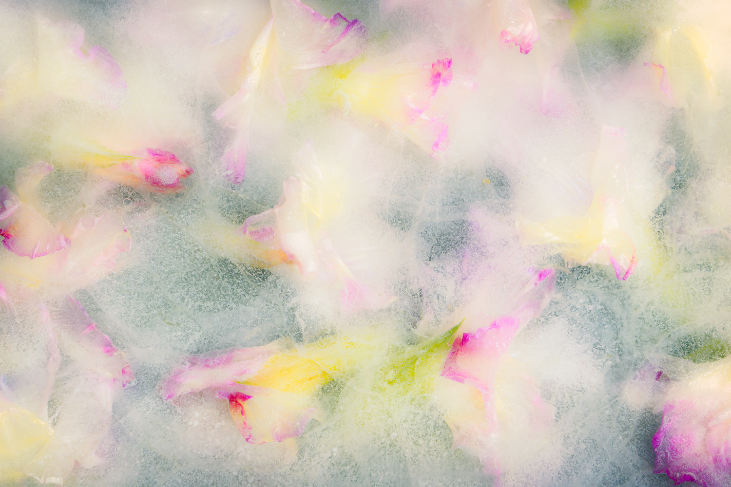 Sorbet