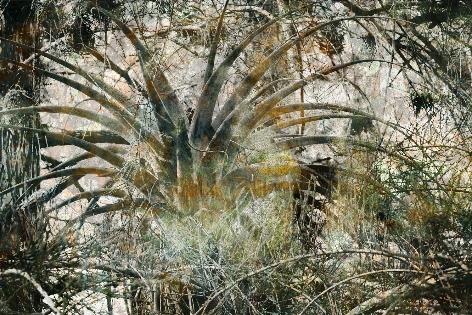 Jungle Bromelia 1