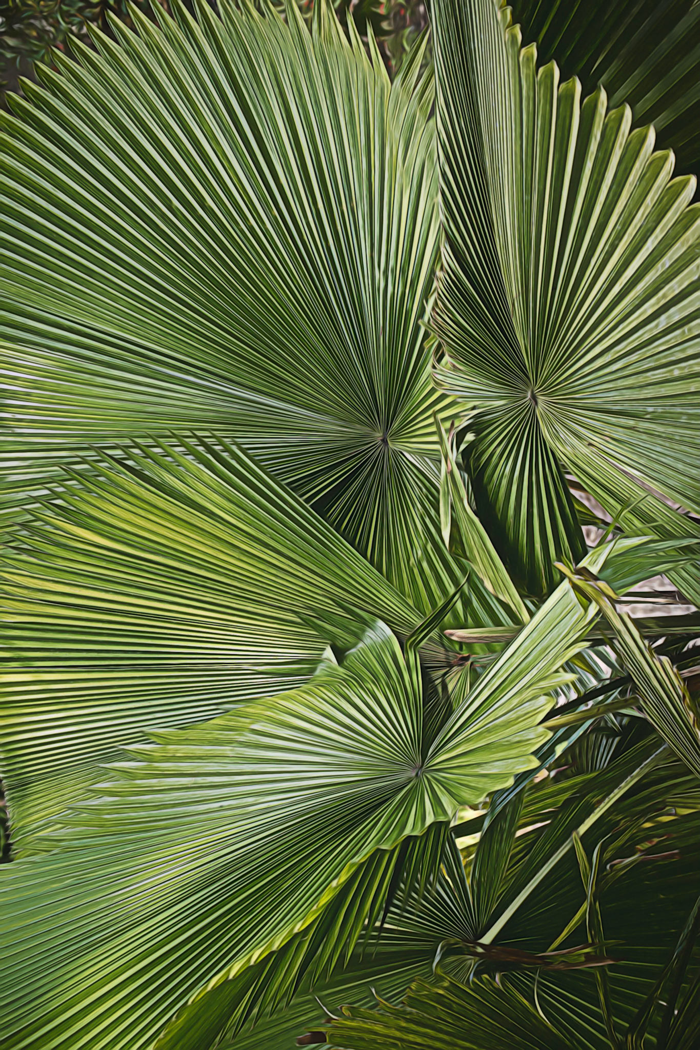 Palmetto