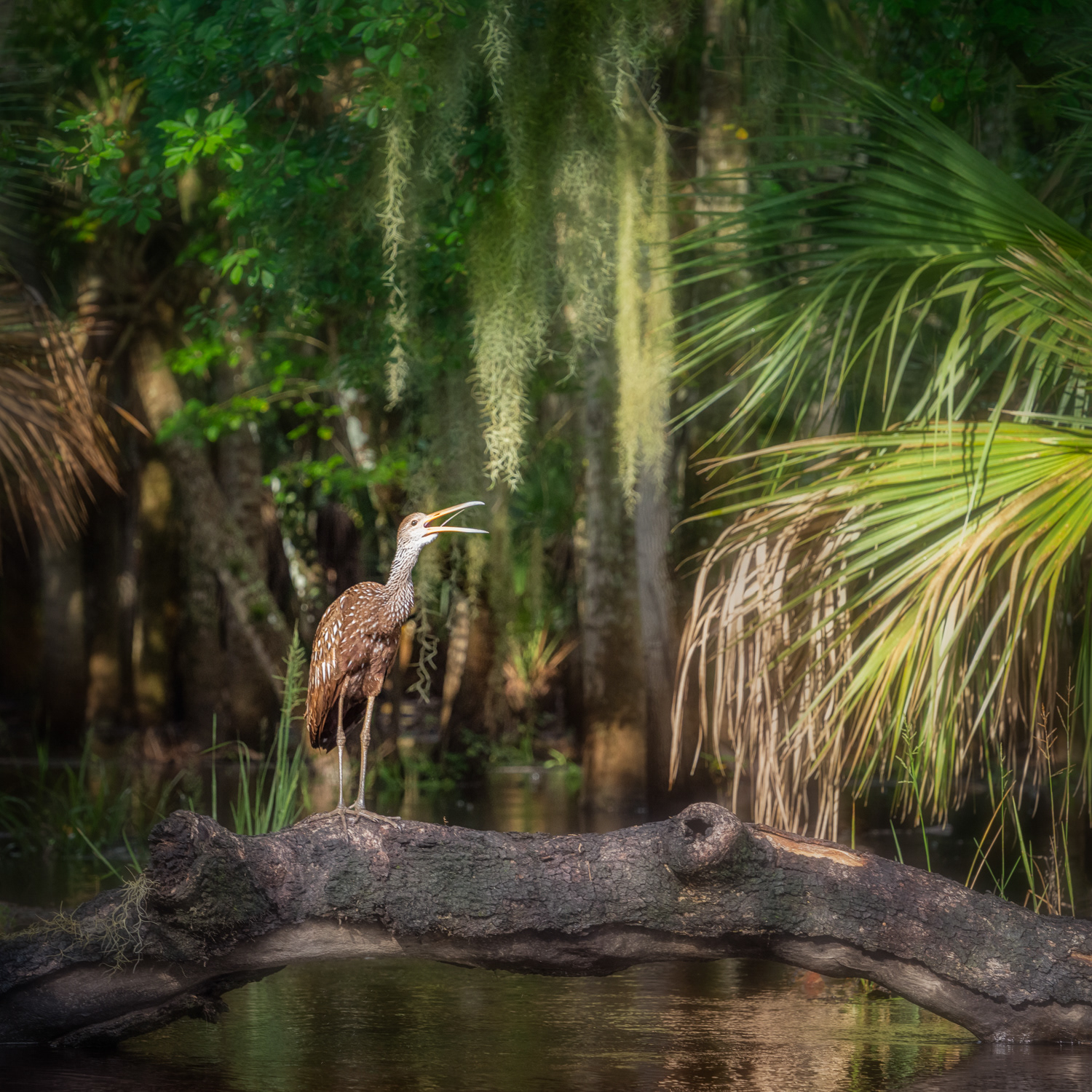 Singing the Swamp Opera