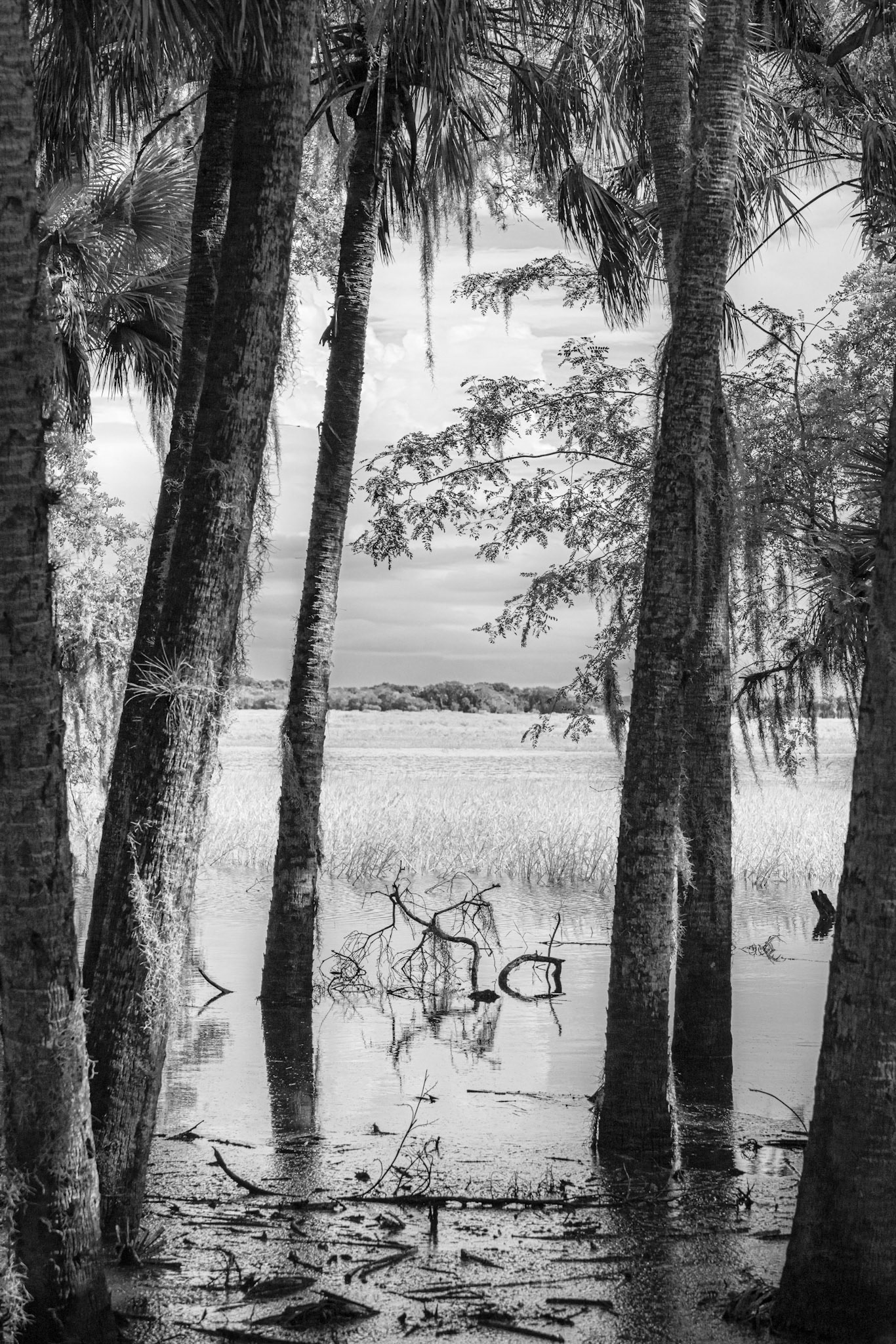 Upper Myakka Lake View
