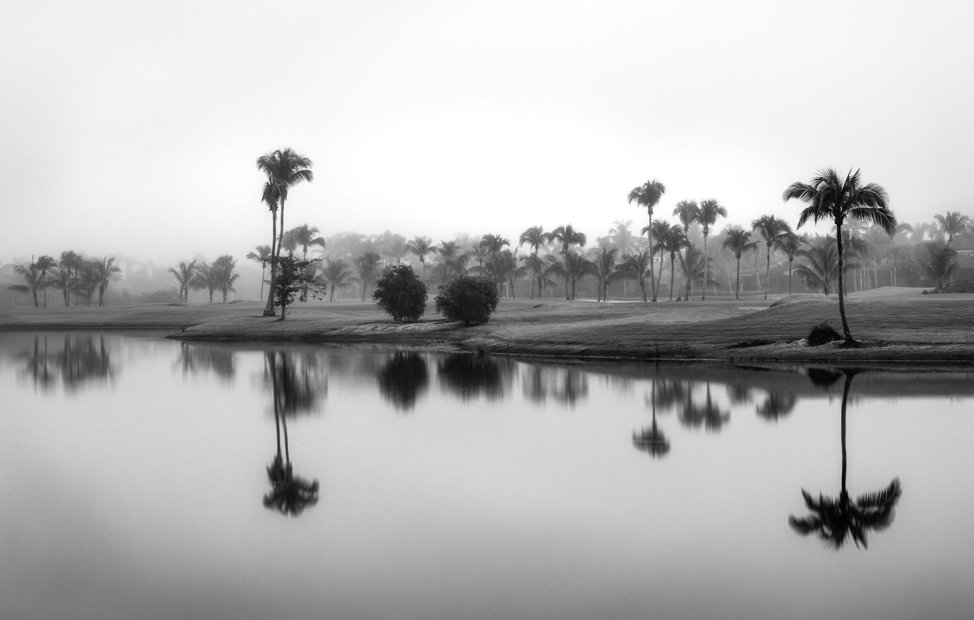 Lake Istokpoga Cypress Black and White