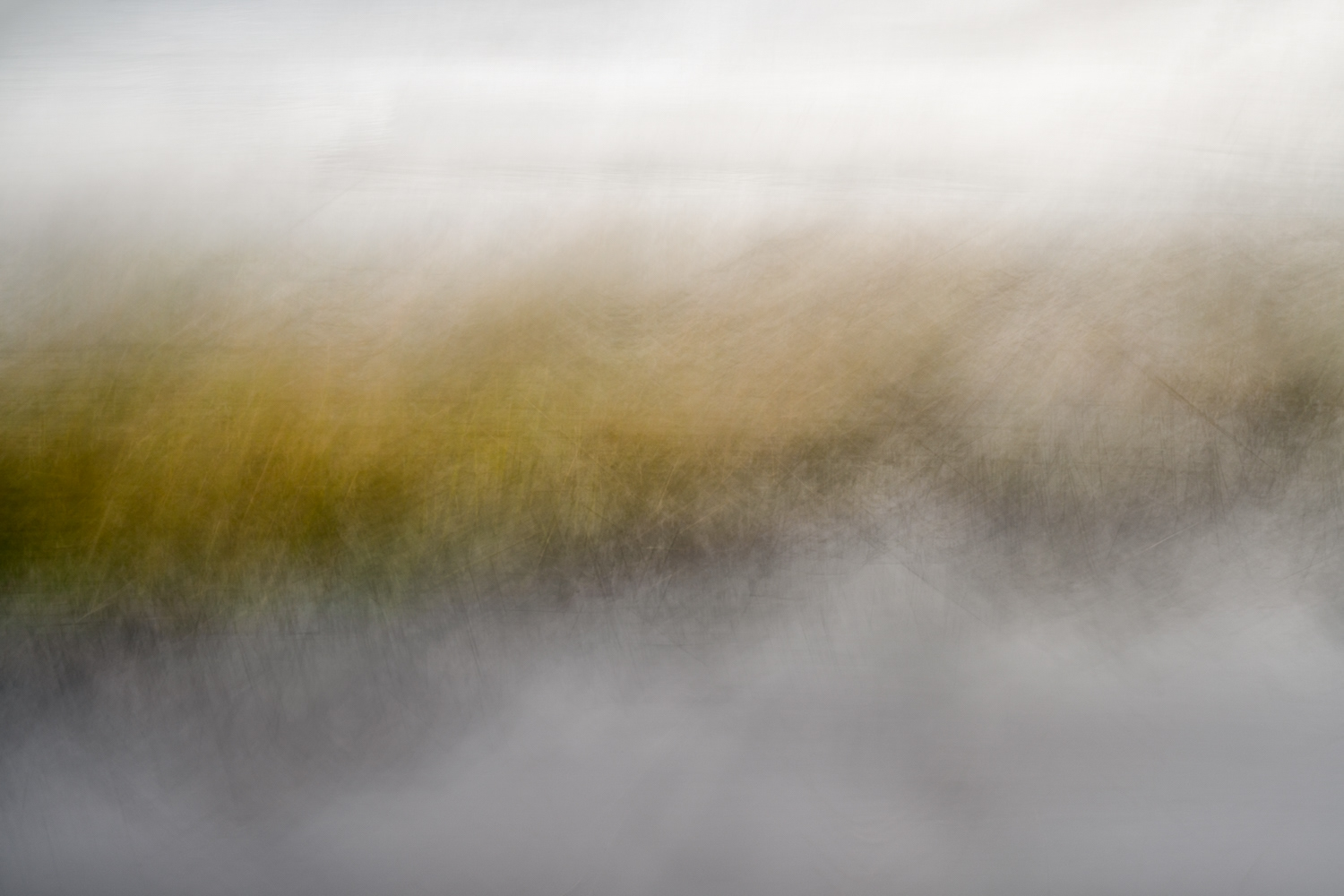 Reeds in the Pond