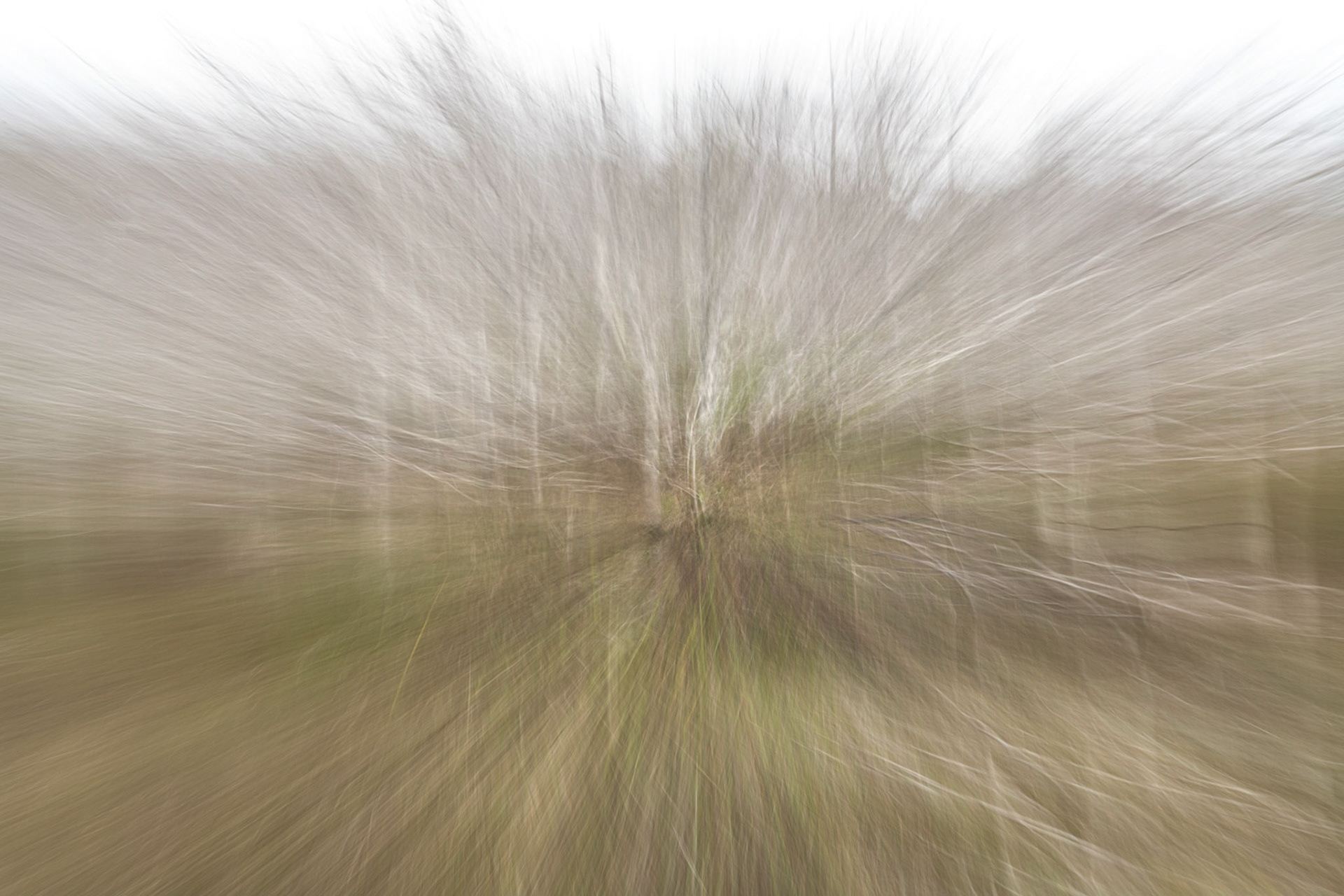Reeds II