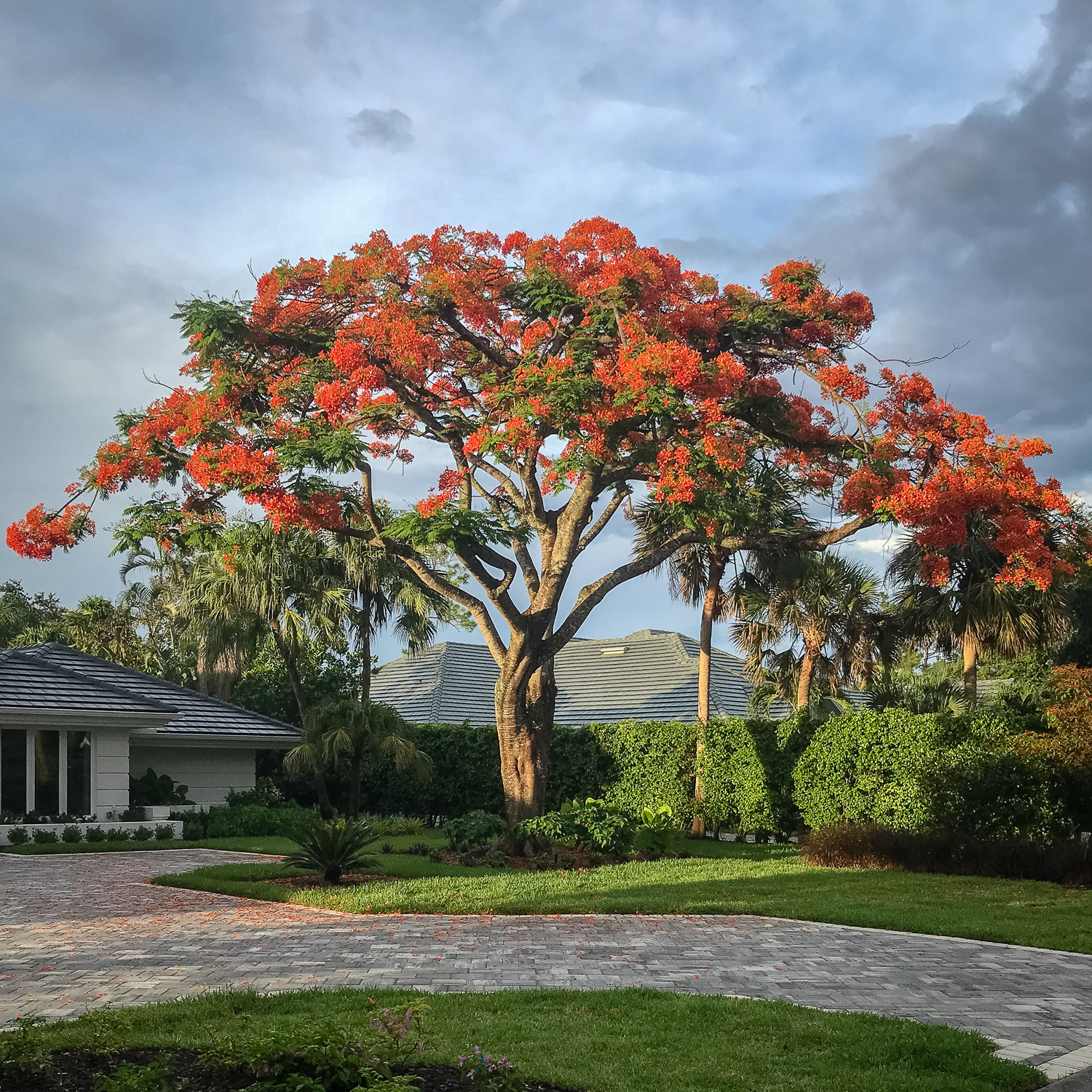 Neighborhood Poinciana