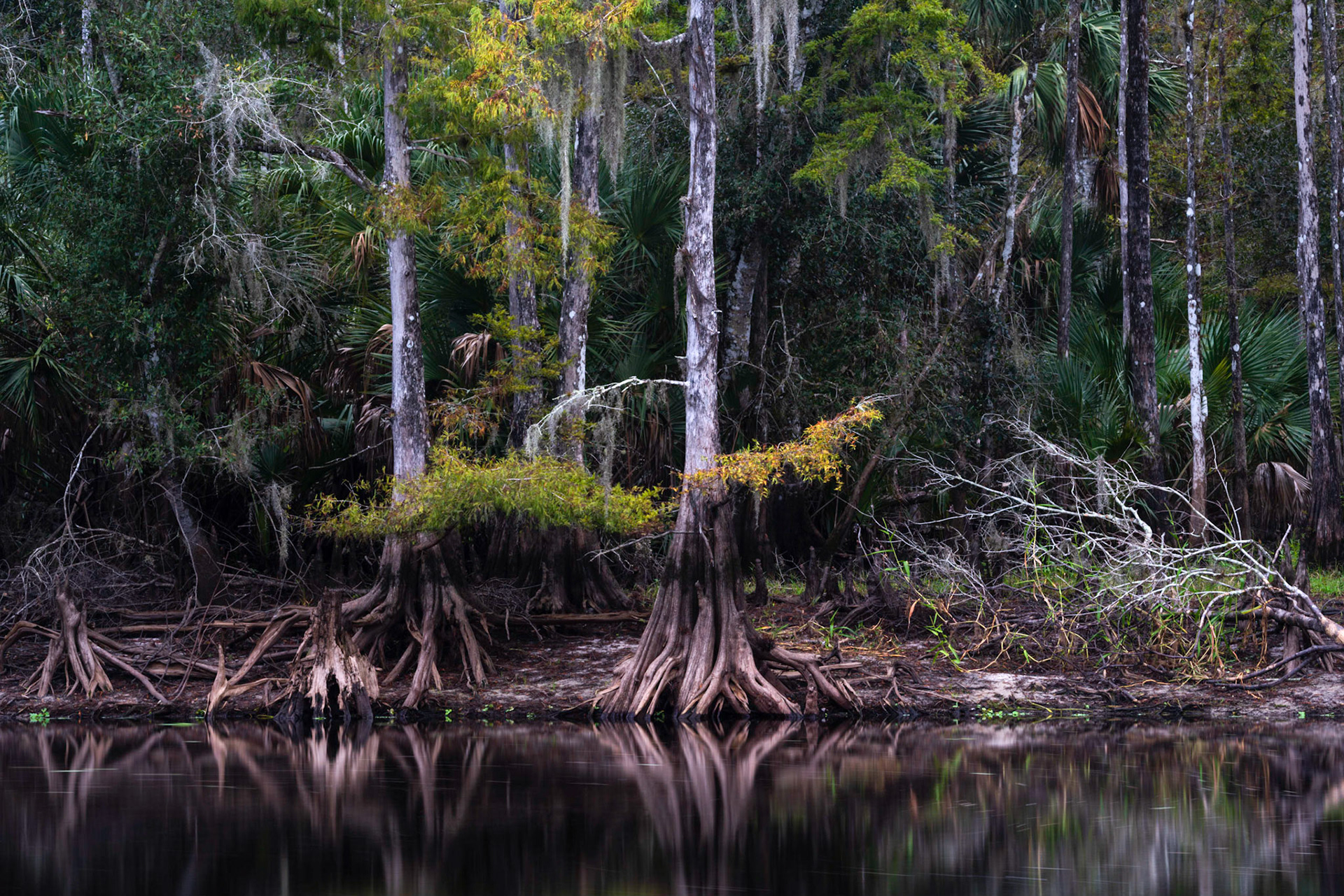 At Fisheating Creek - I