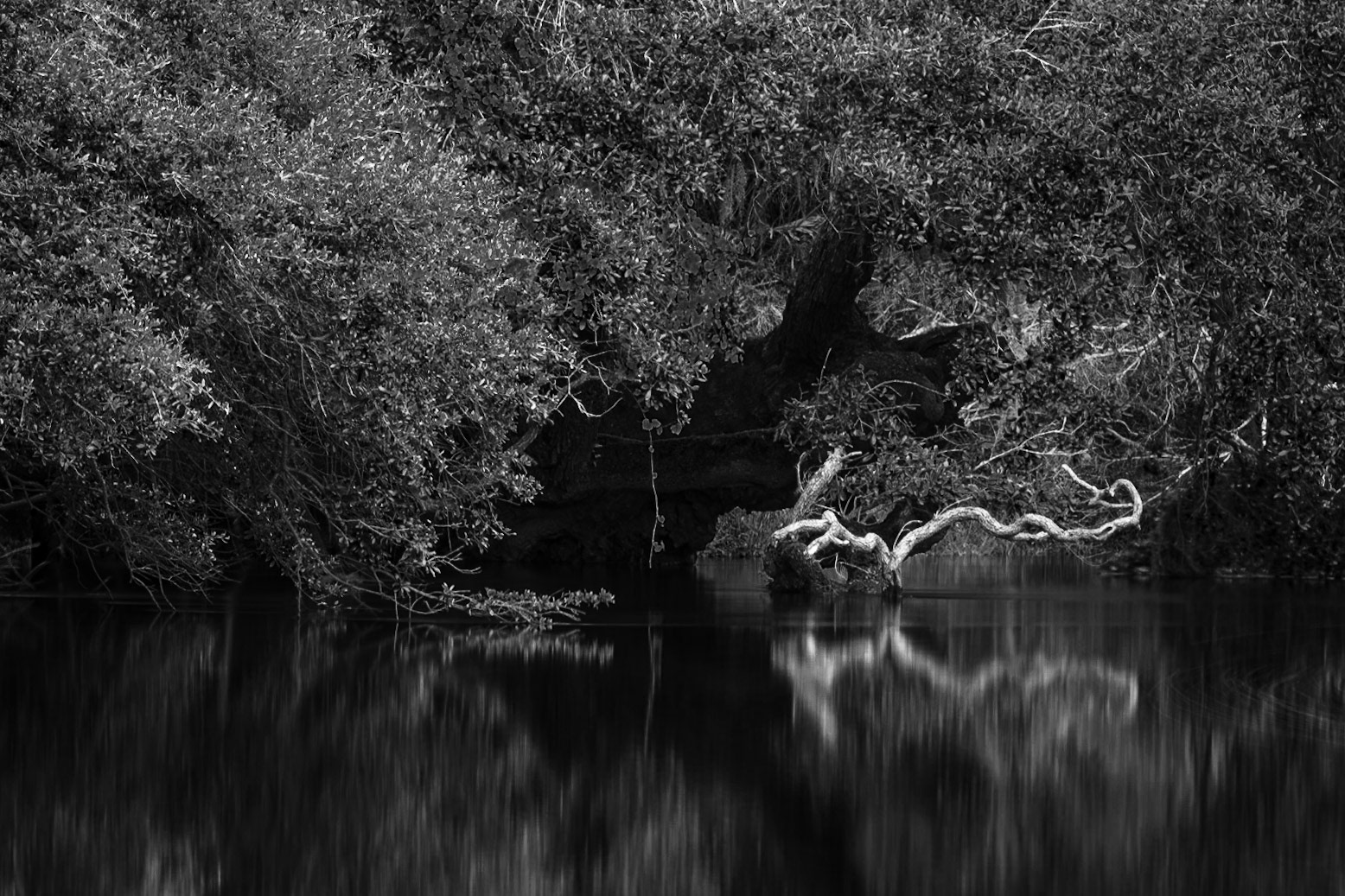 Branching Out