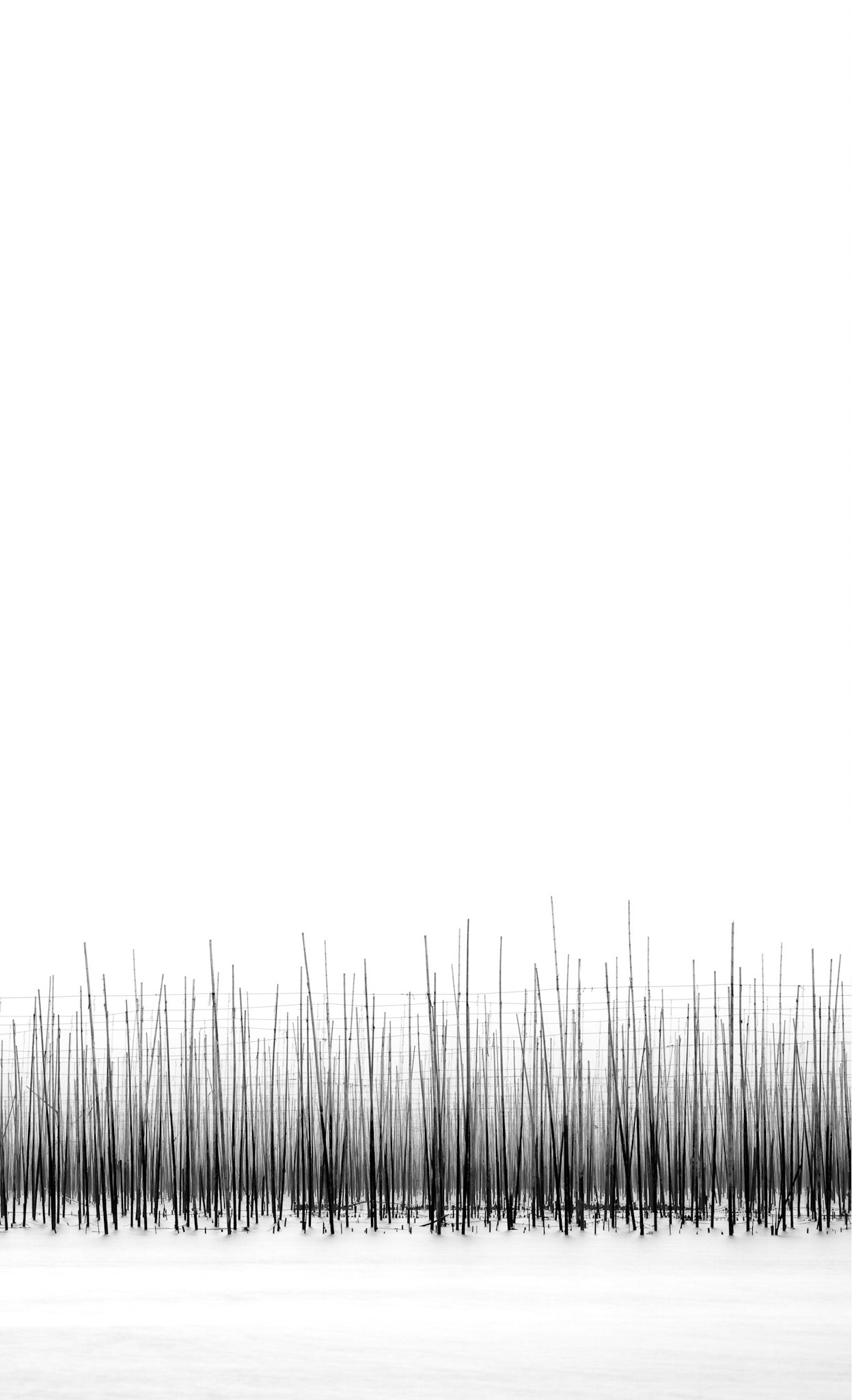 Pulse
