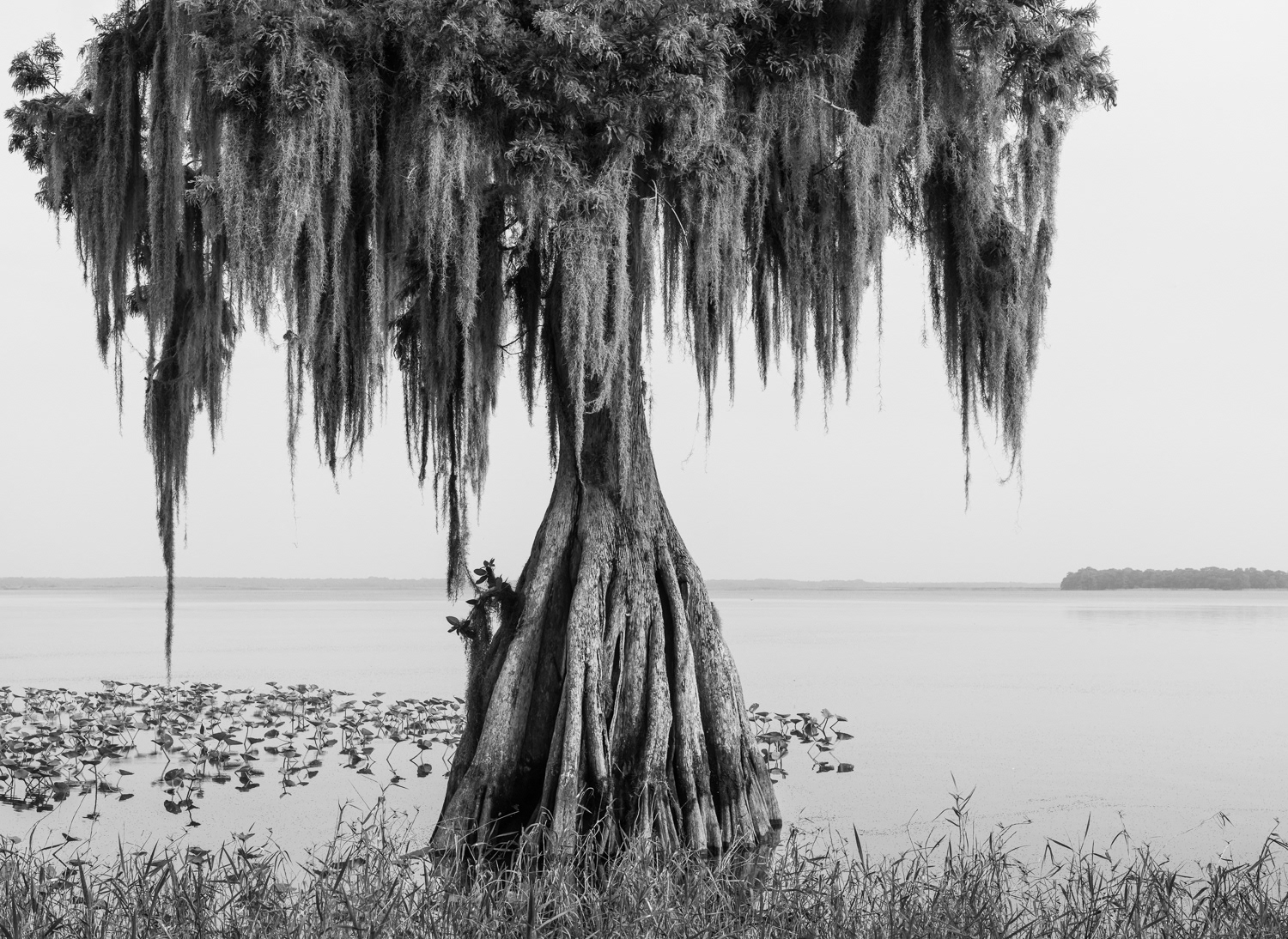 "Cypress in the Lake"