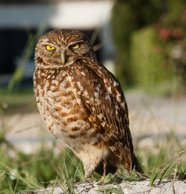 Burrowing Owl