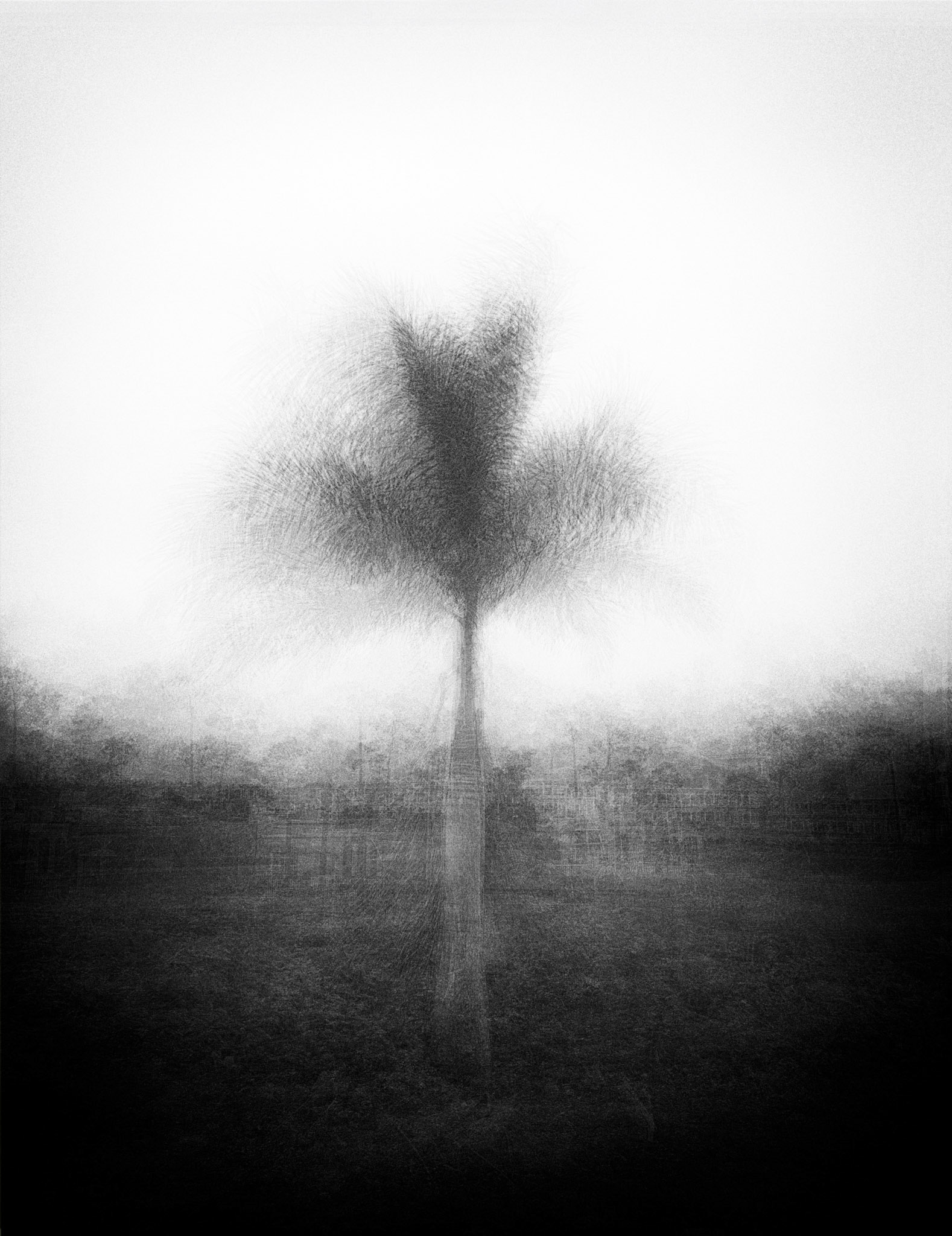 Lone Palm