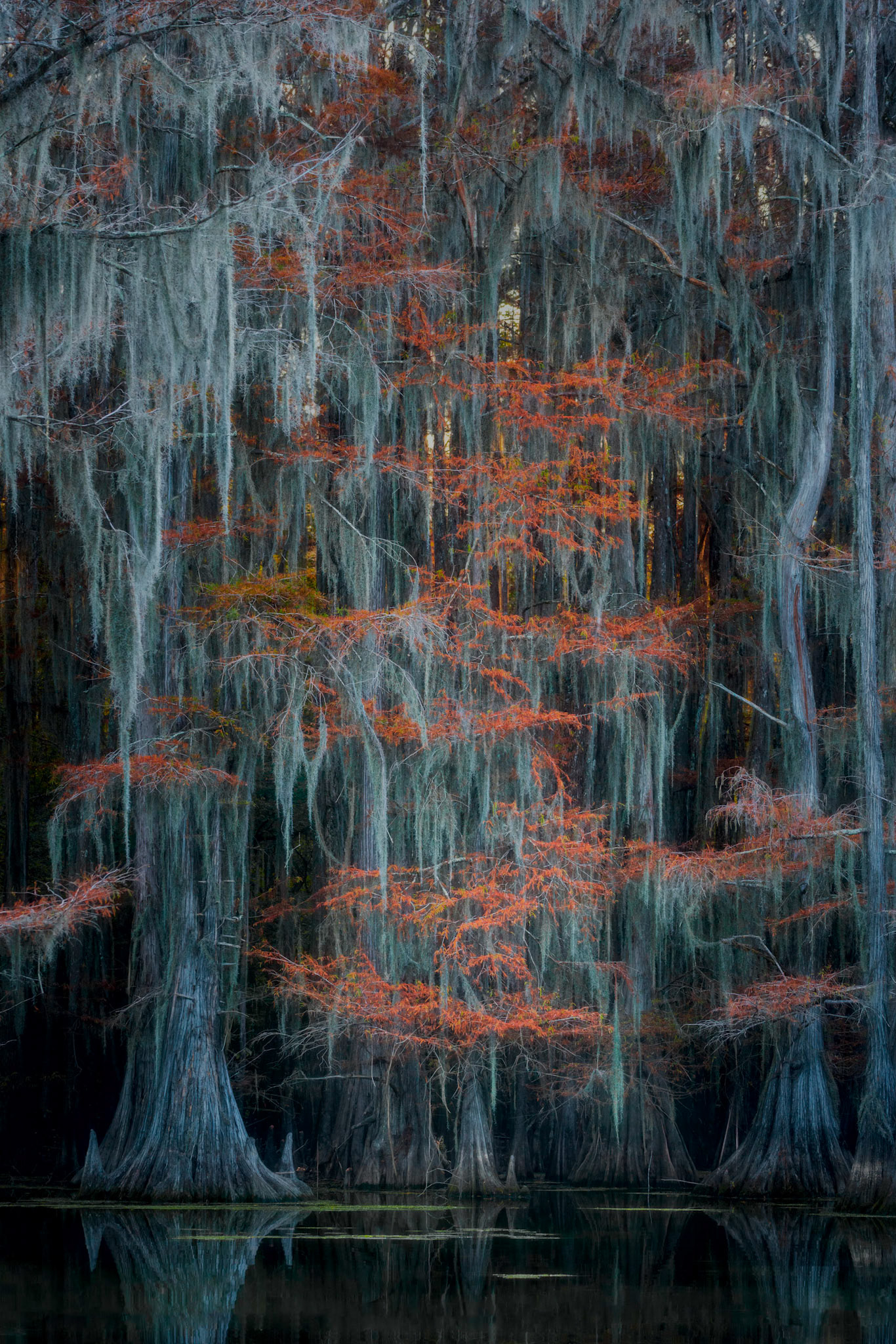Swamp Mystery