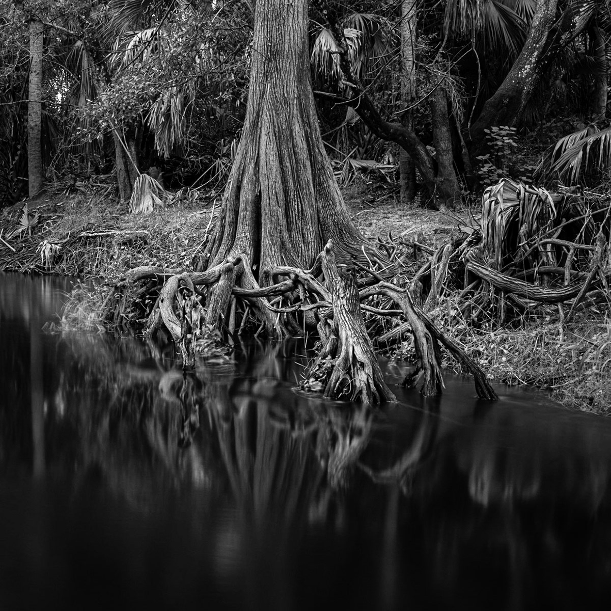 Roots