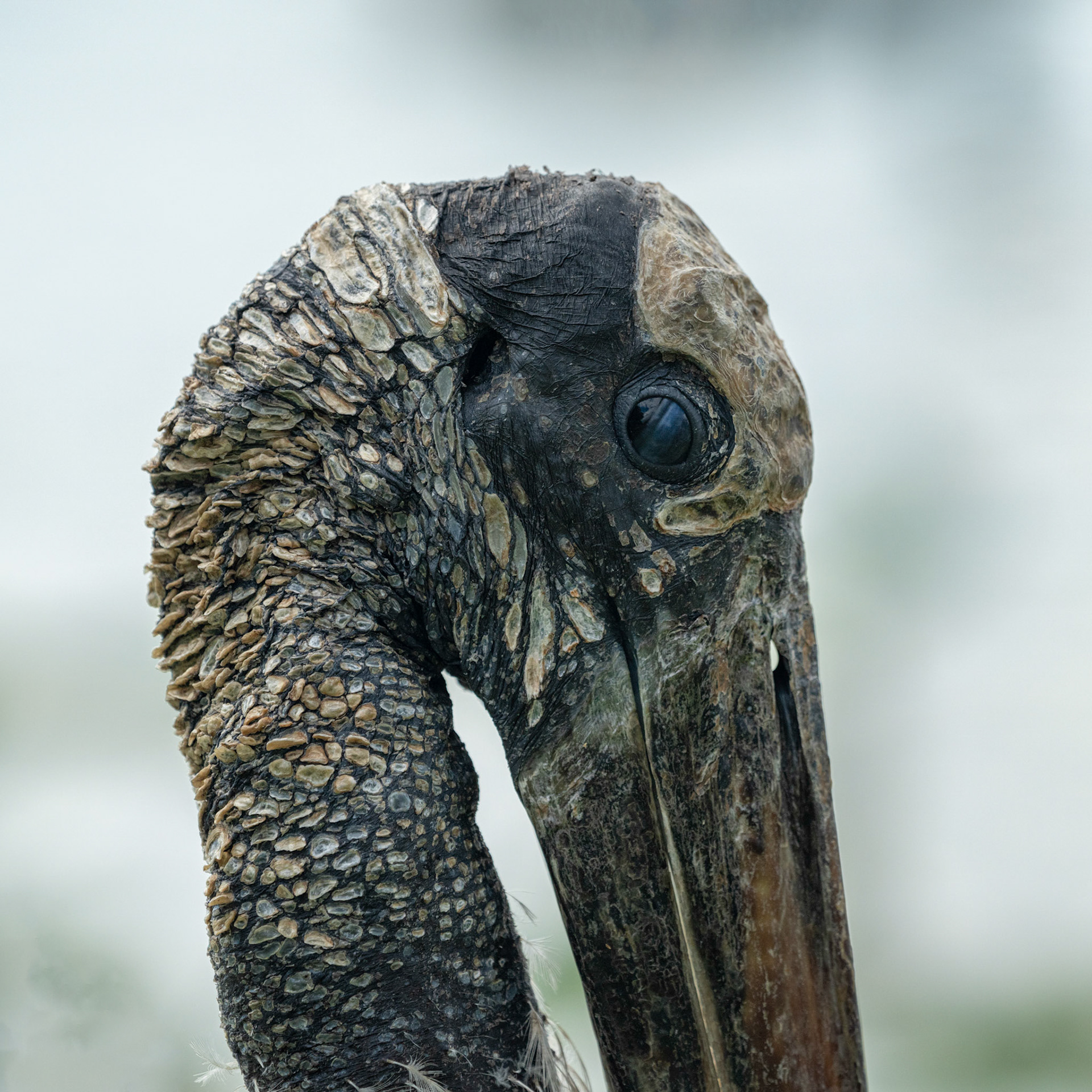 Florida Wood Stork