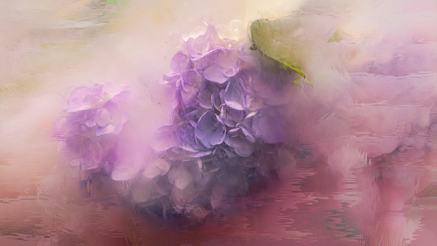 Hydrangea