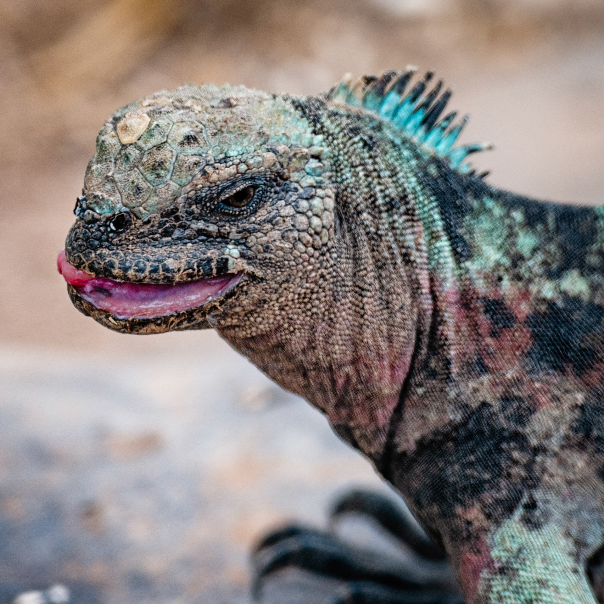 Galapagos Iguana