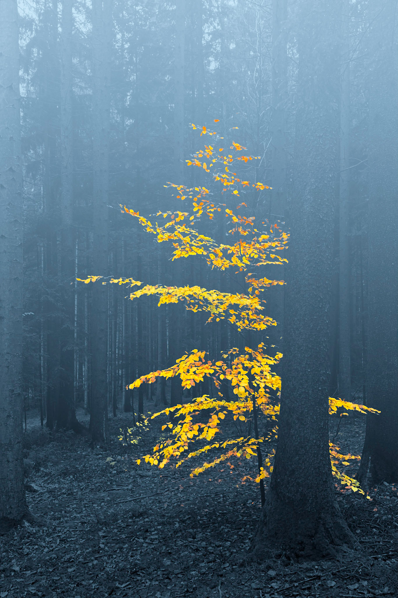 "Dancer in the Forest"