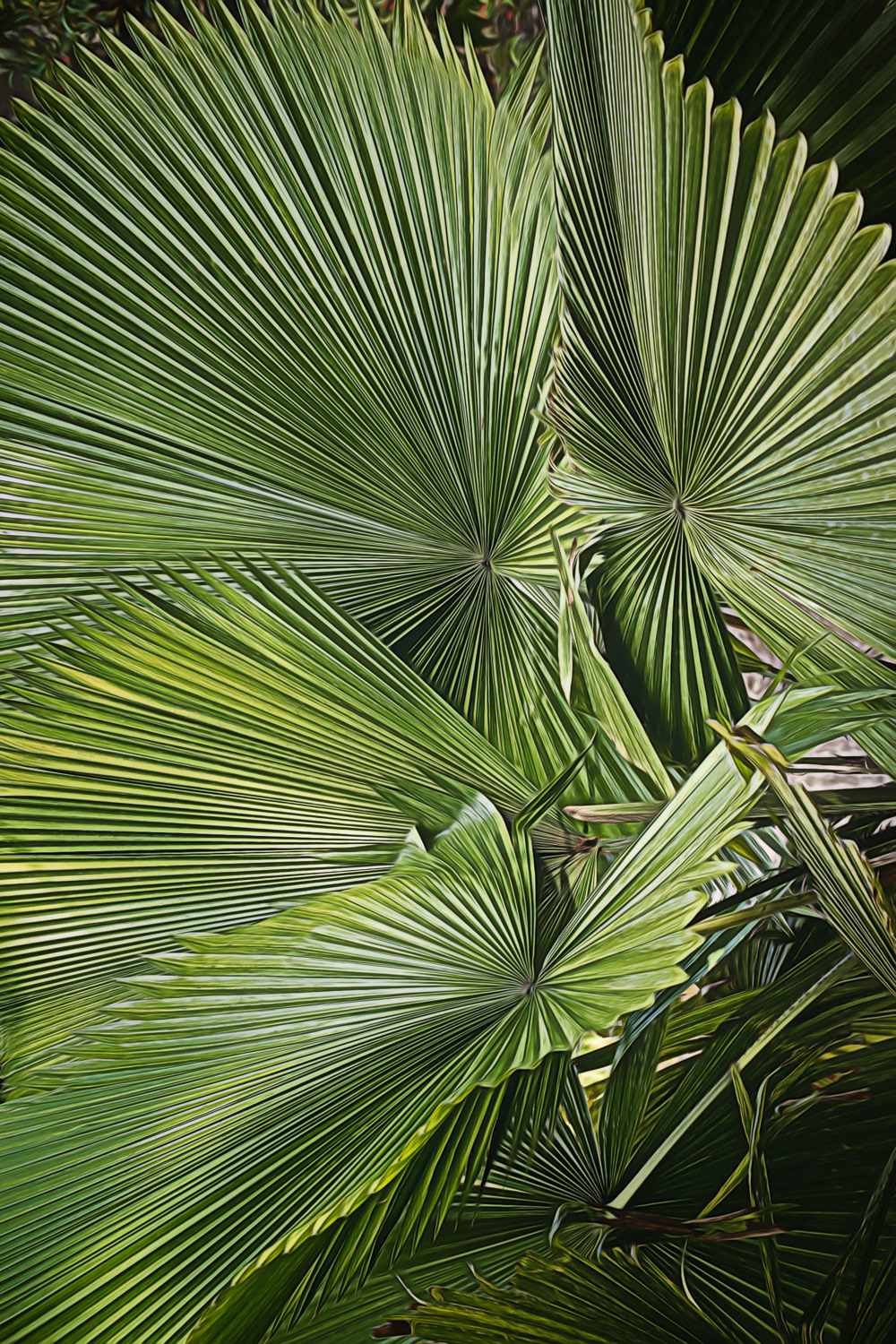Palmetto