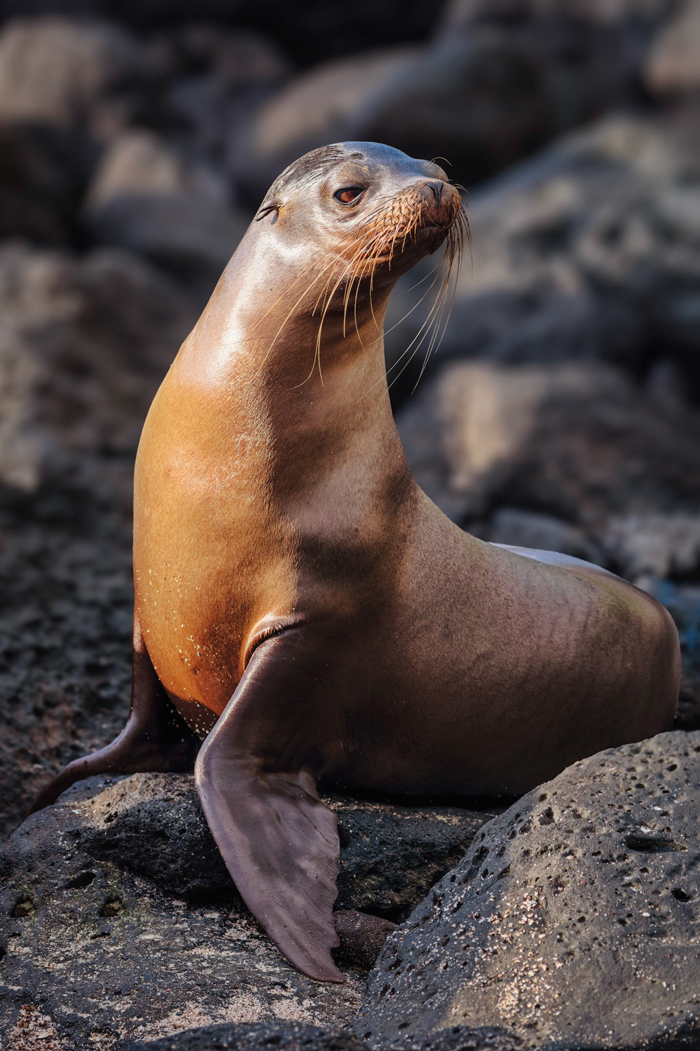 (Sea) Lion King