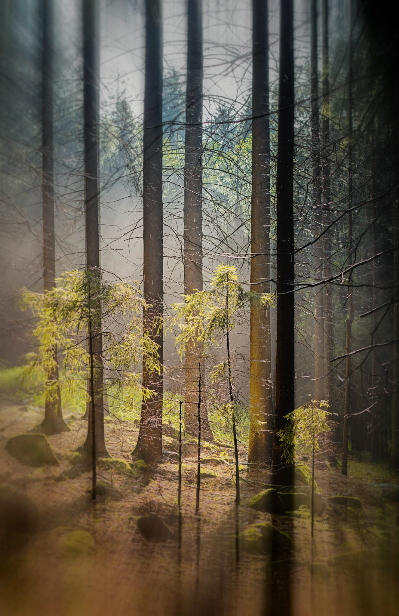 Enchanted Forest