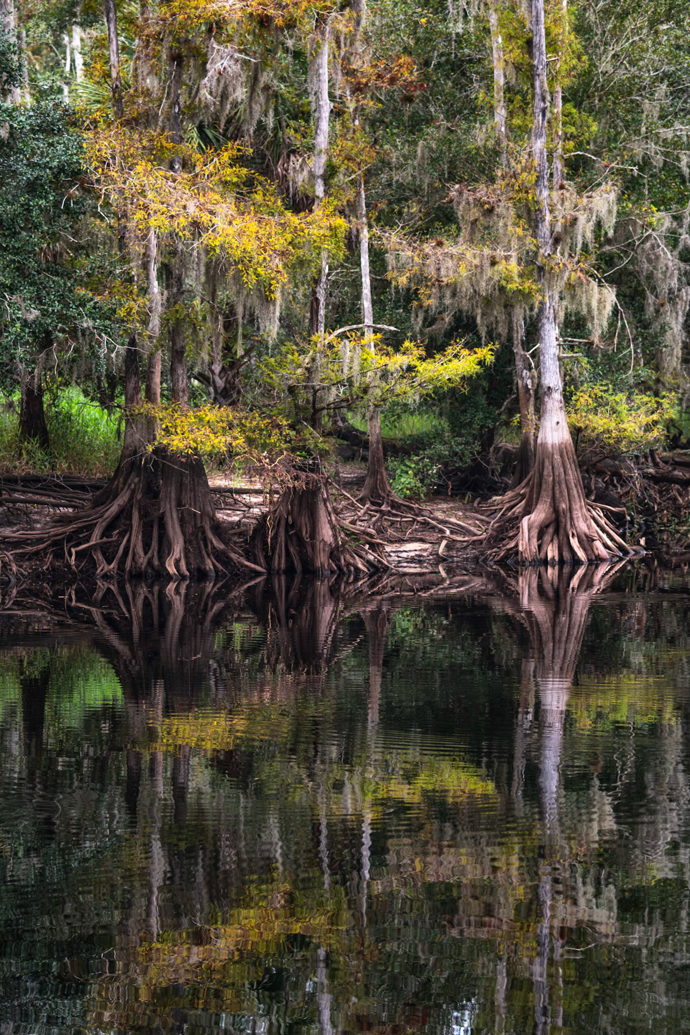At Fisheating Creek - III