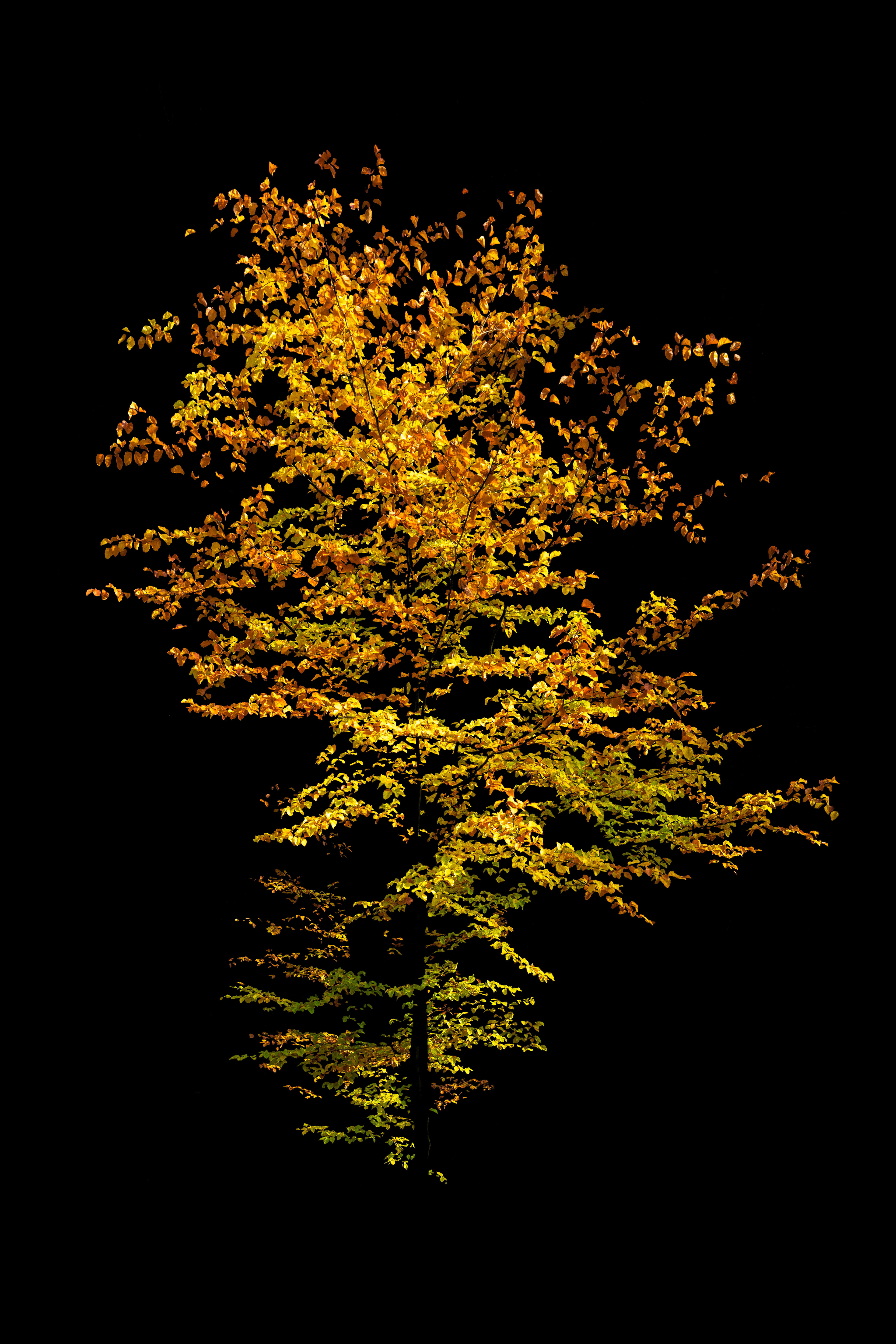 "Autumn Glow"
