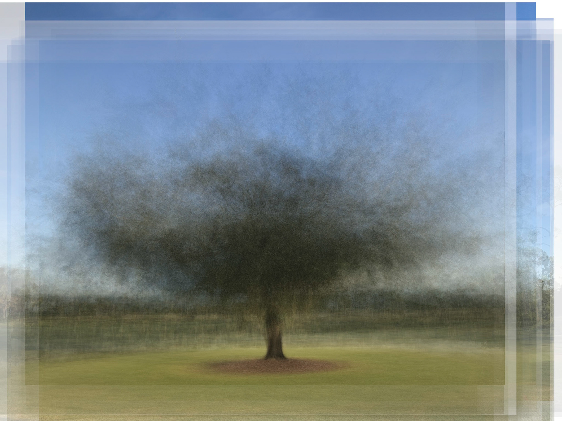 Oak in Color