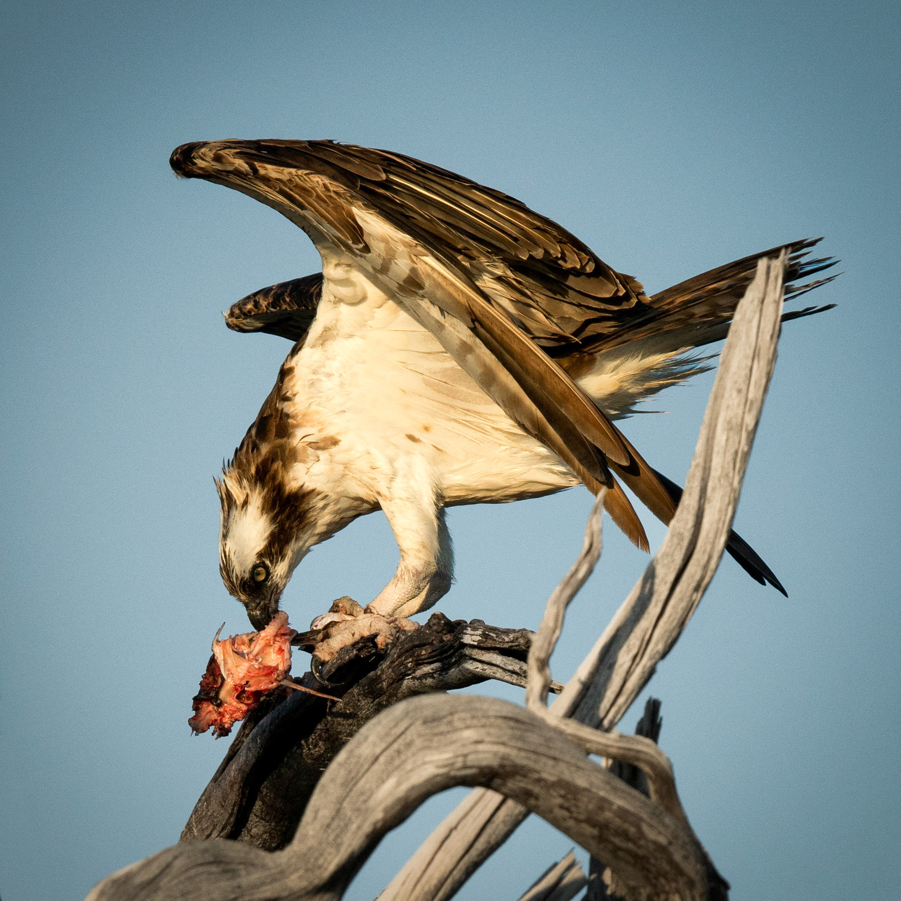"Osprey at Lunch"