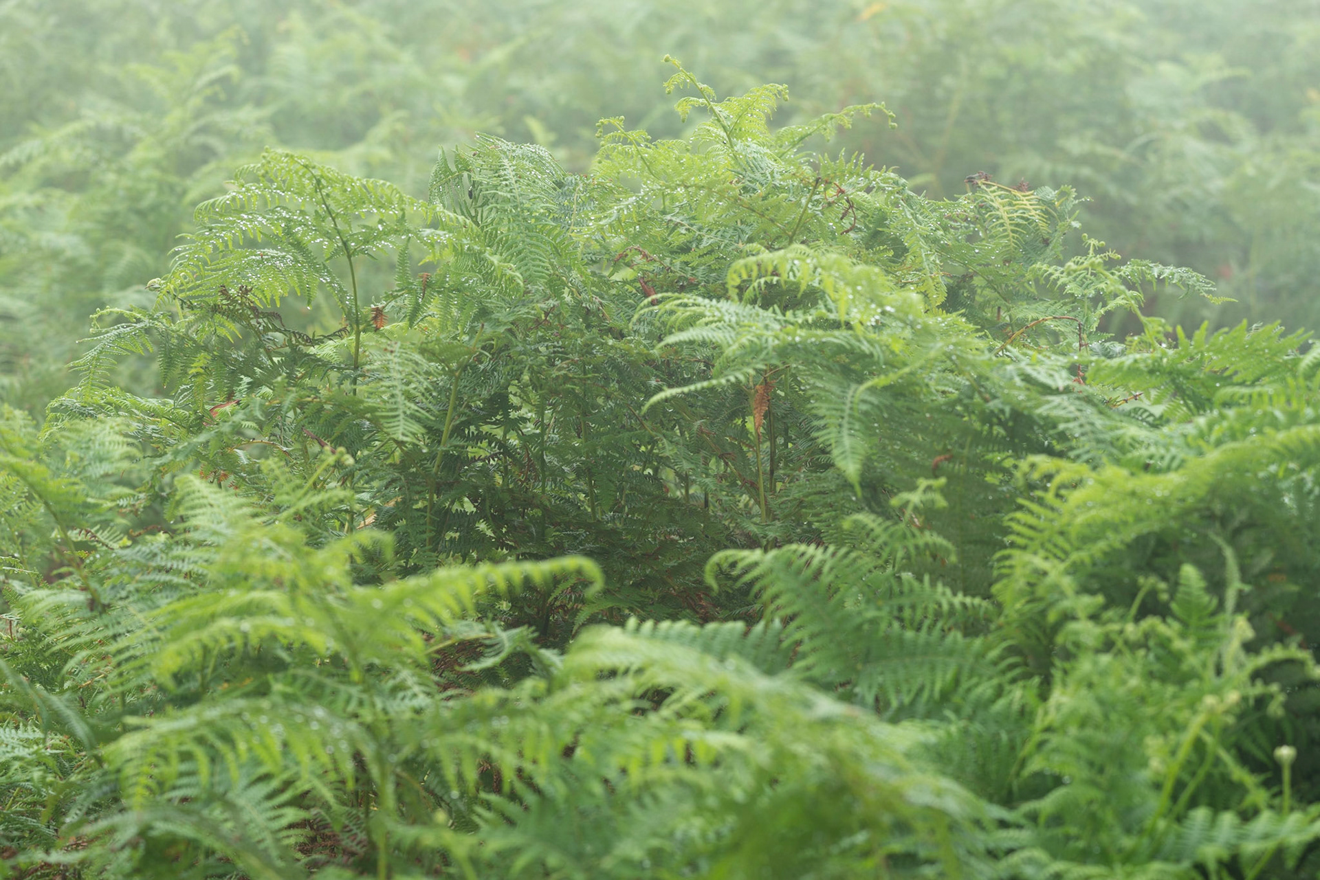 Bed of Ferns