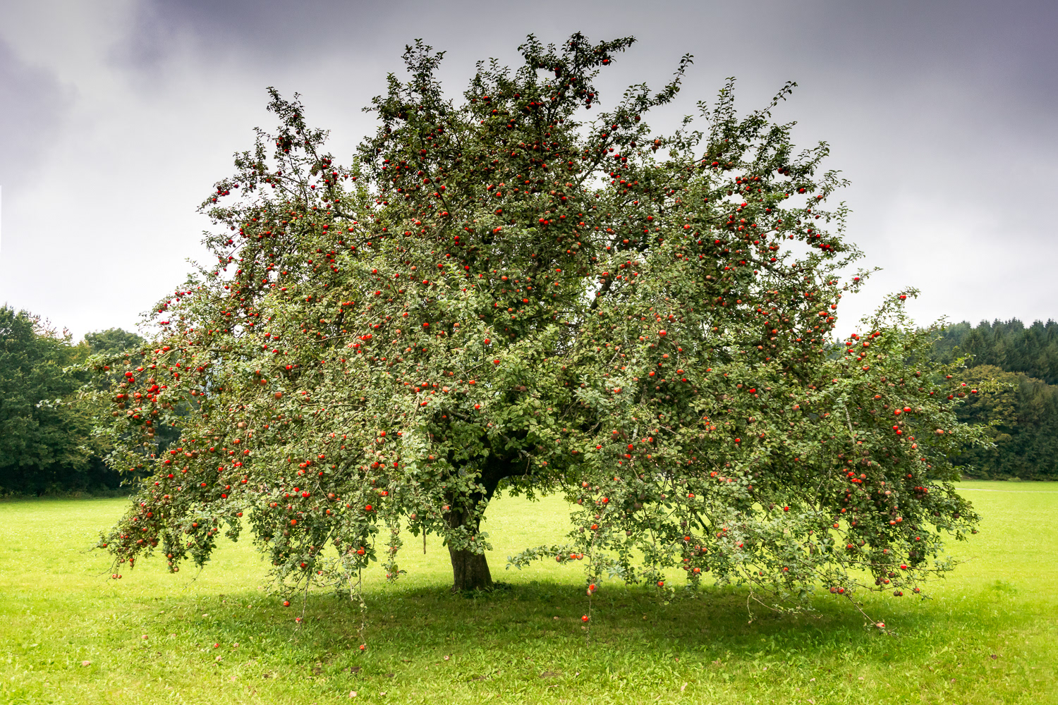 The Old Apple Tree