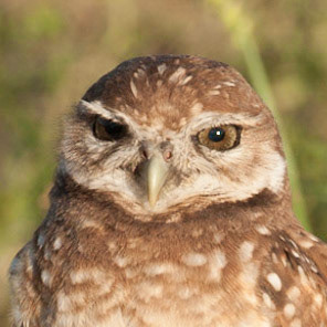 Burrowing Owl