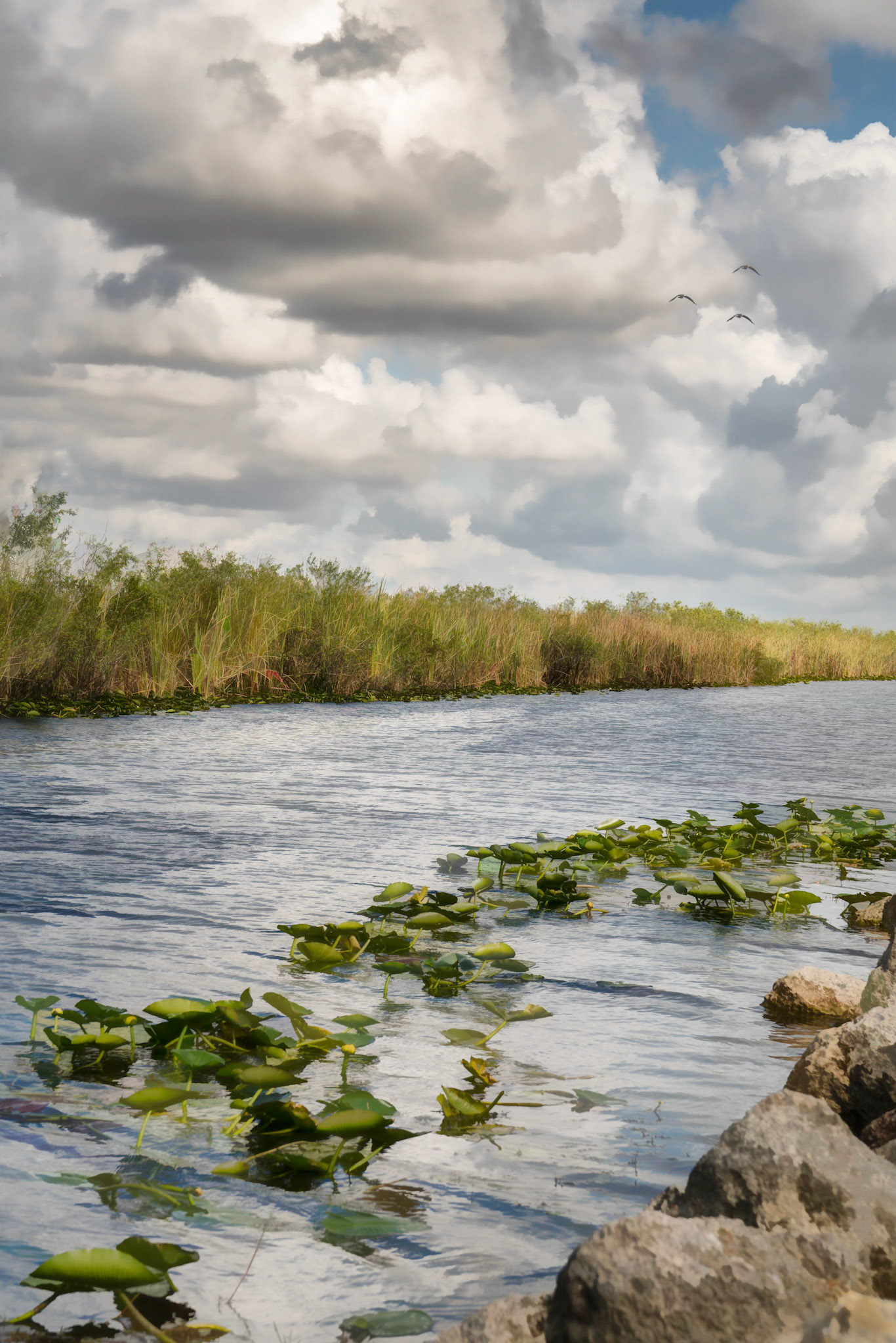 River of Grass