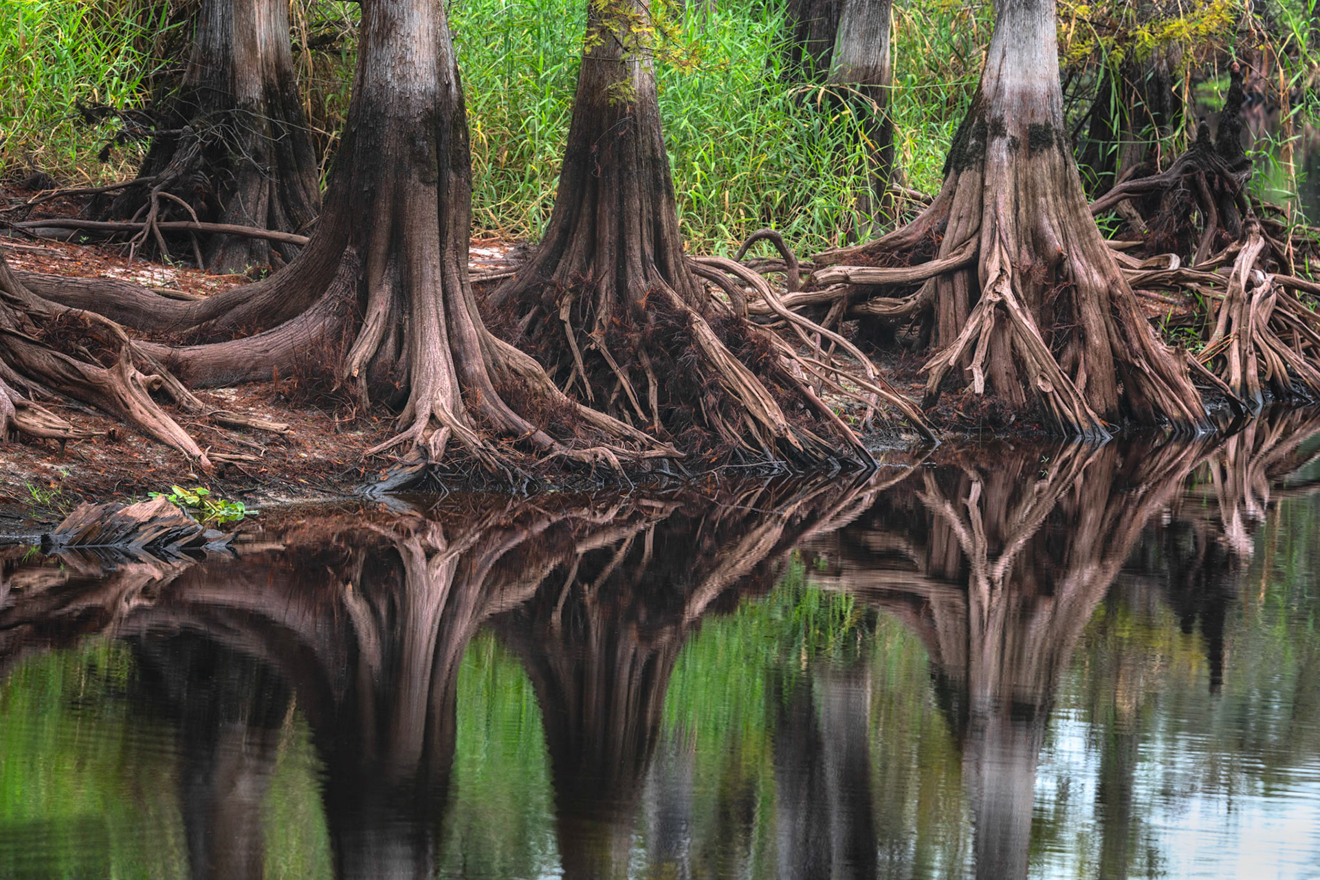 At Fisheating Creek - IV