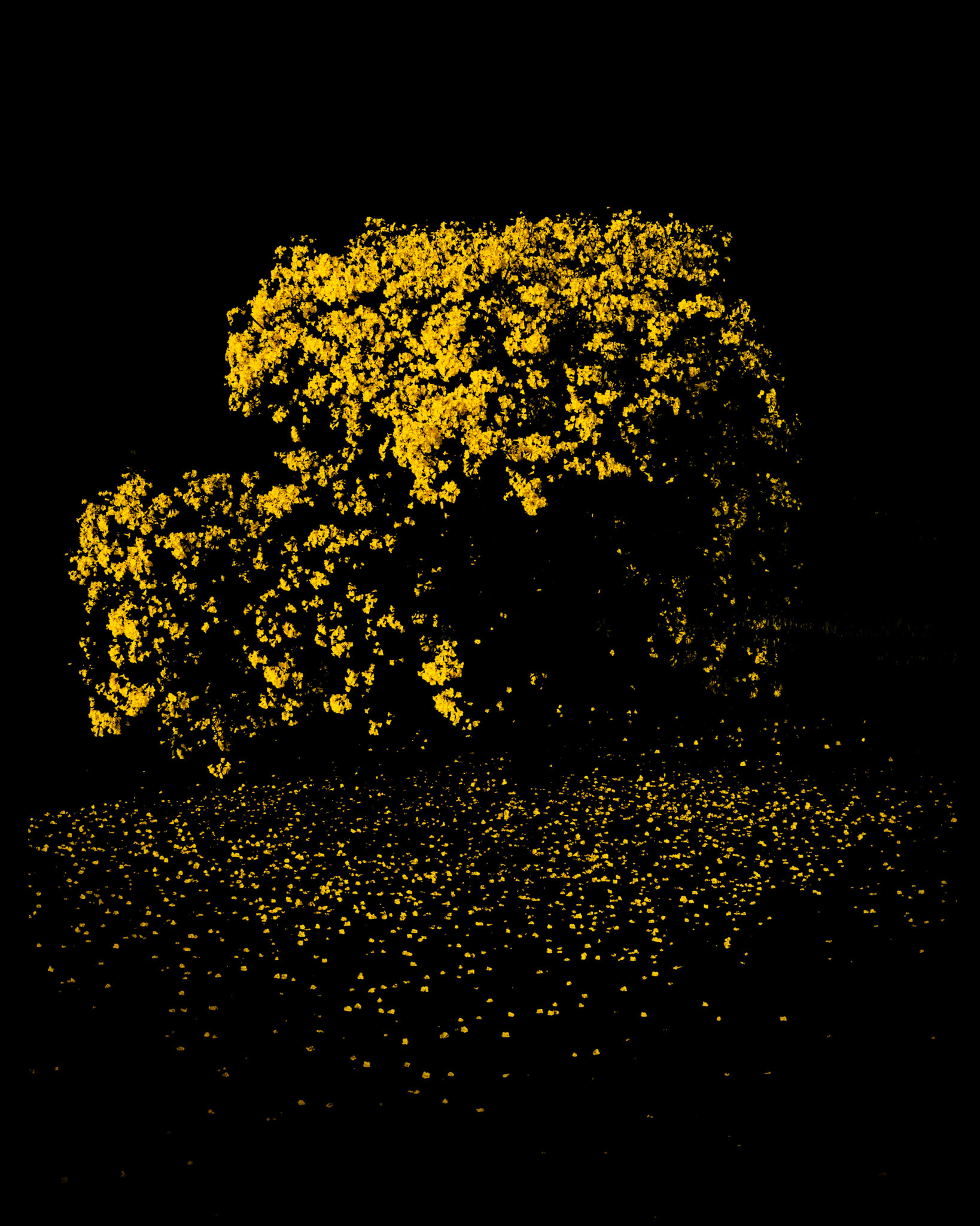 "Golden Abundance"