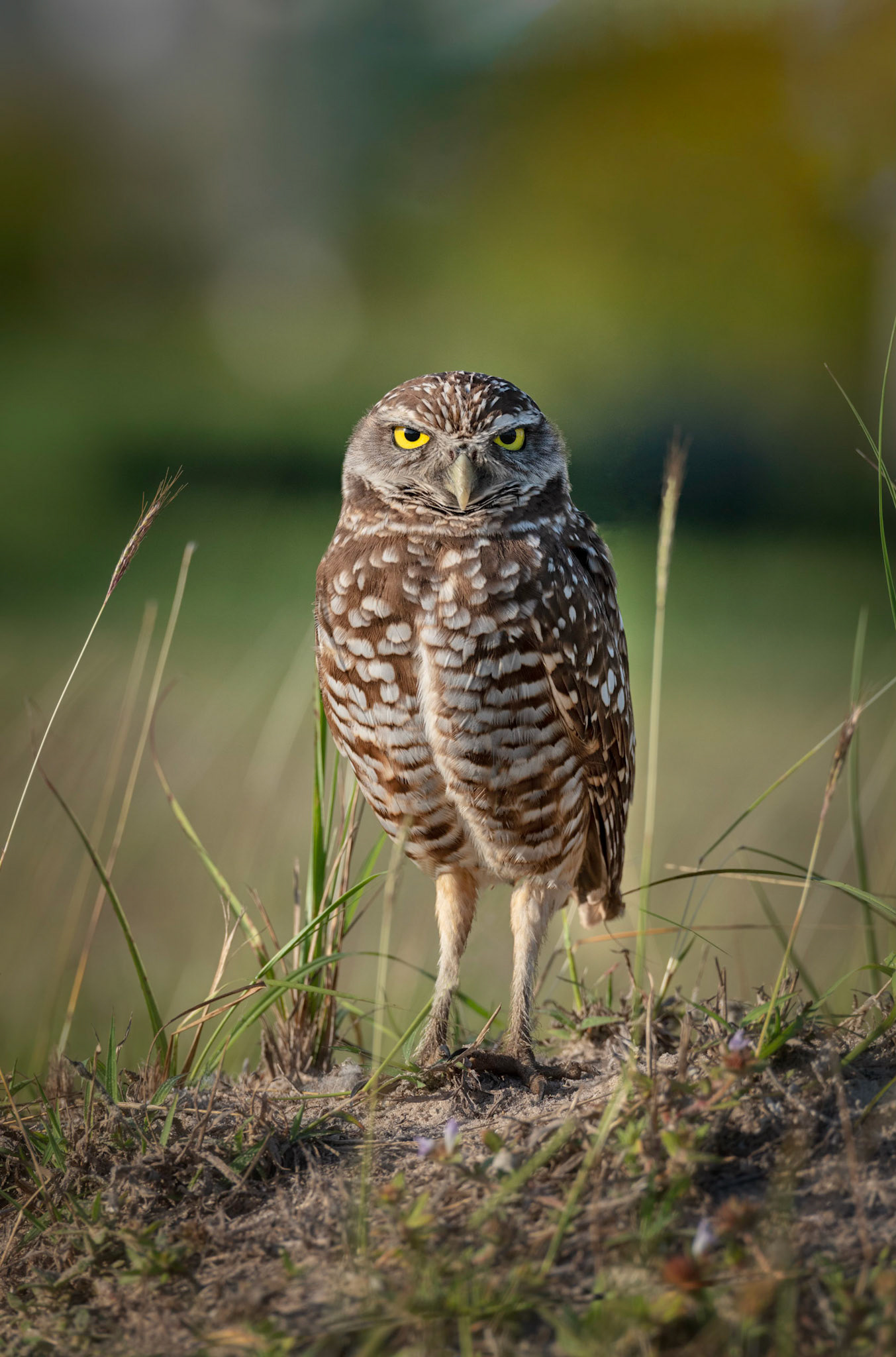 Burrowing Owl
