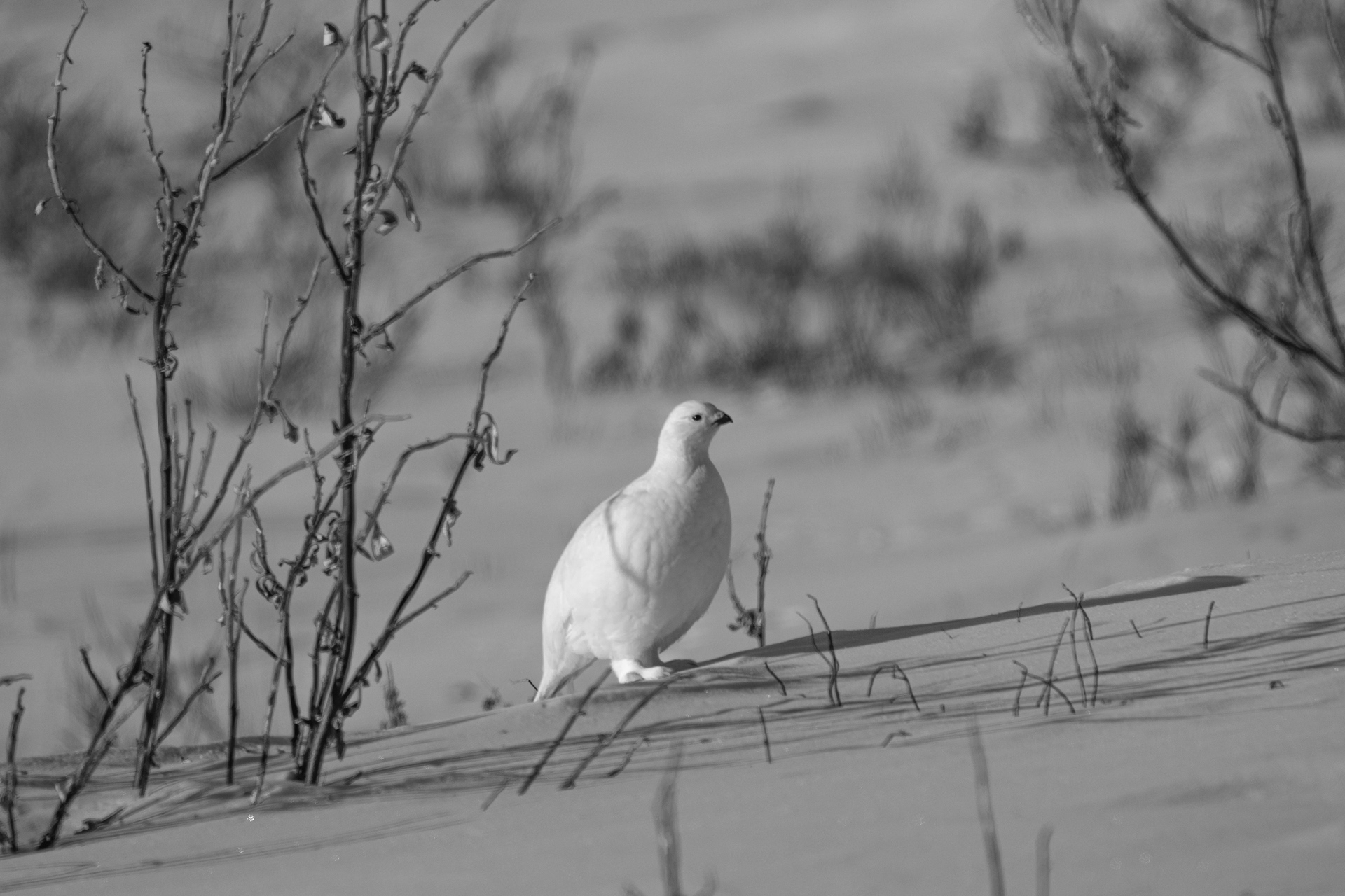 Brooks Range, Alaska