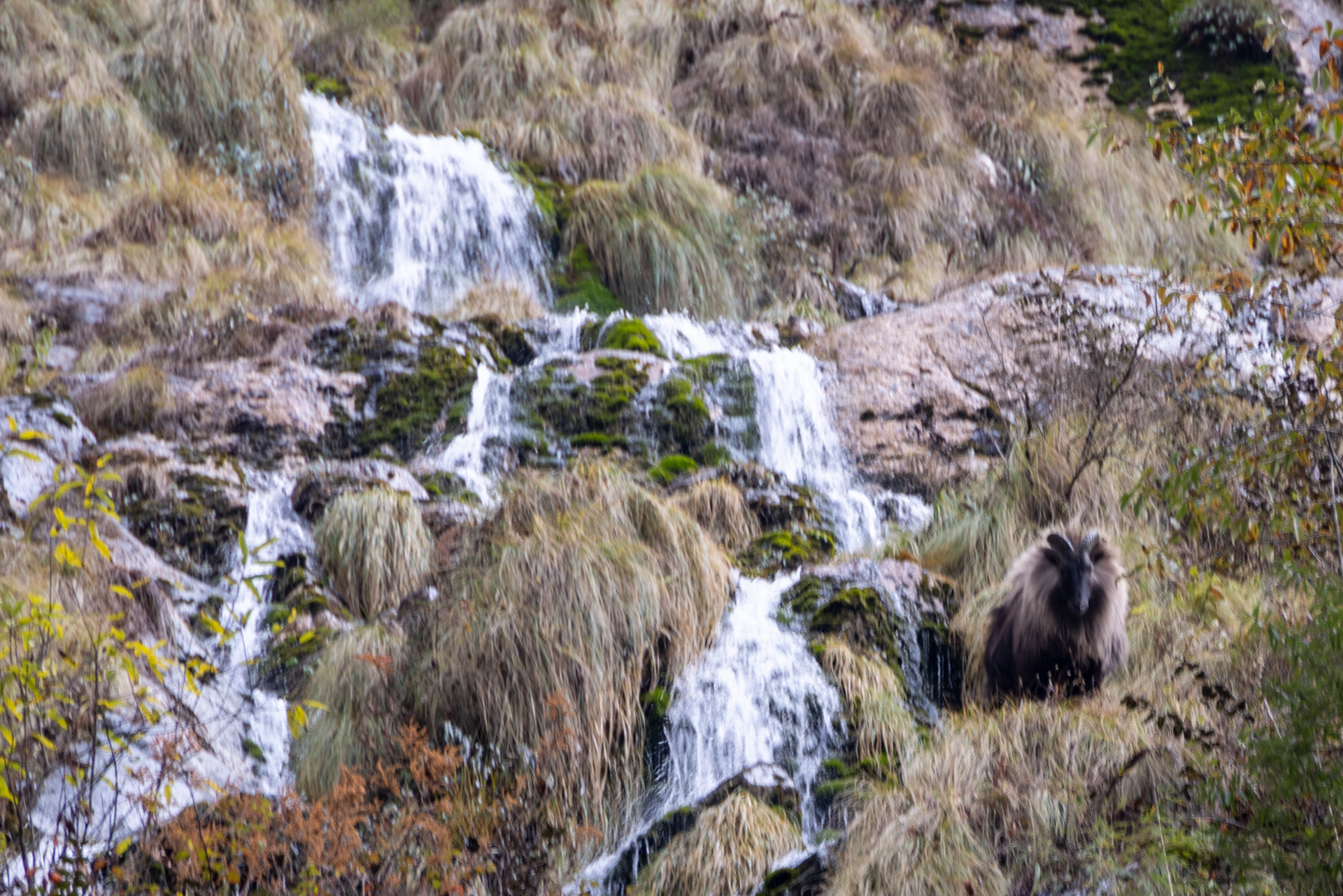 Himalayan tahr