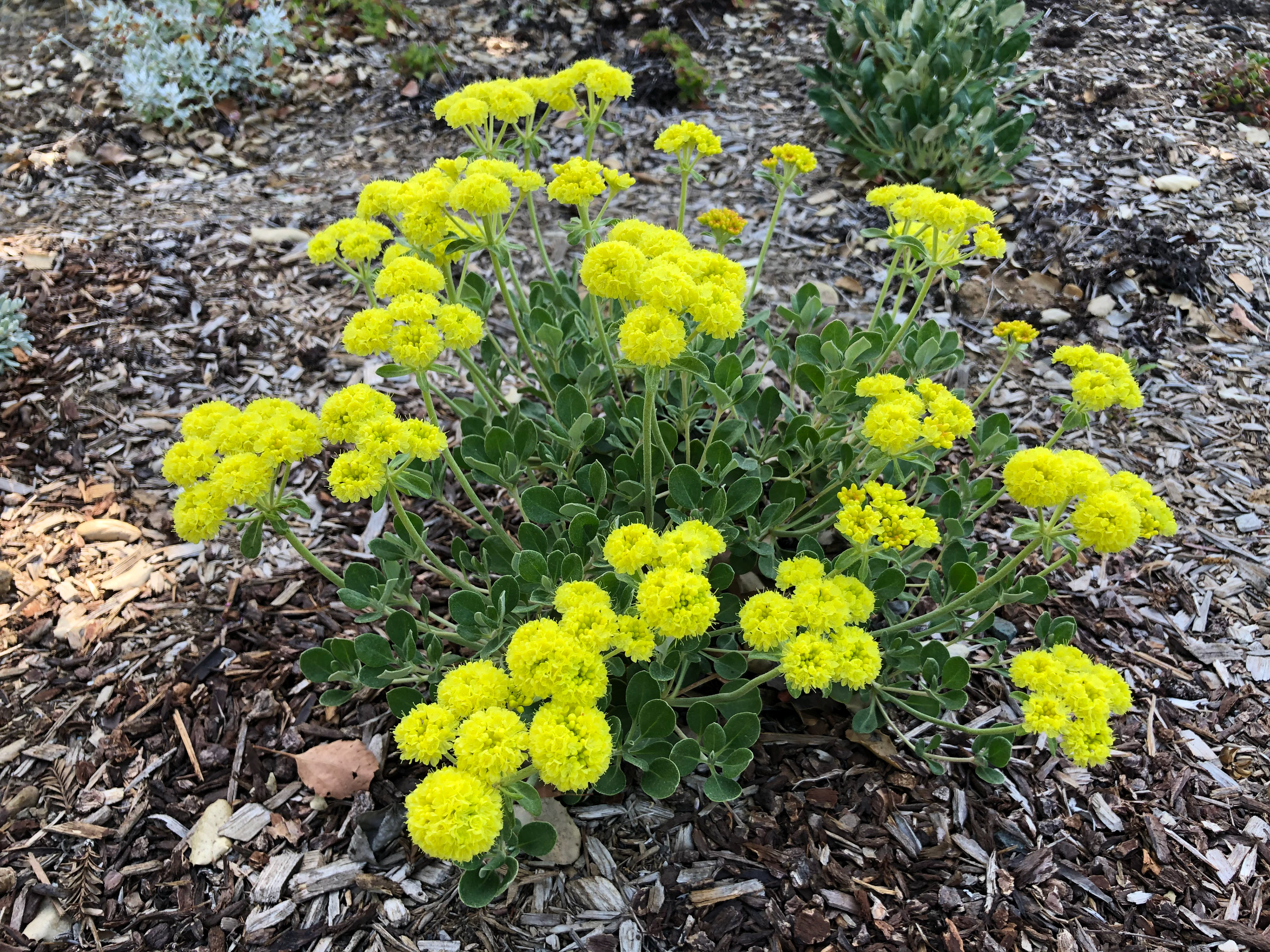 Sustainable Design Plants