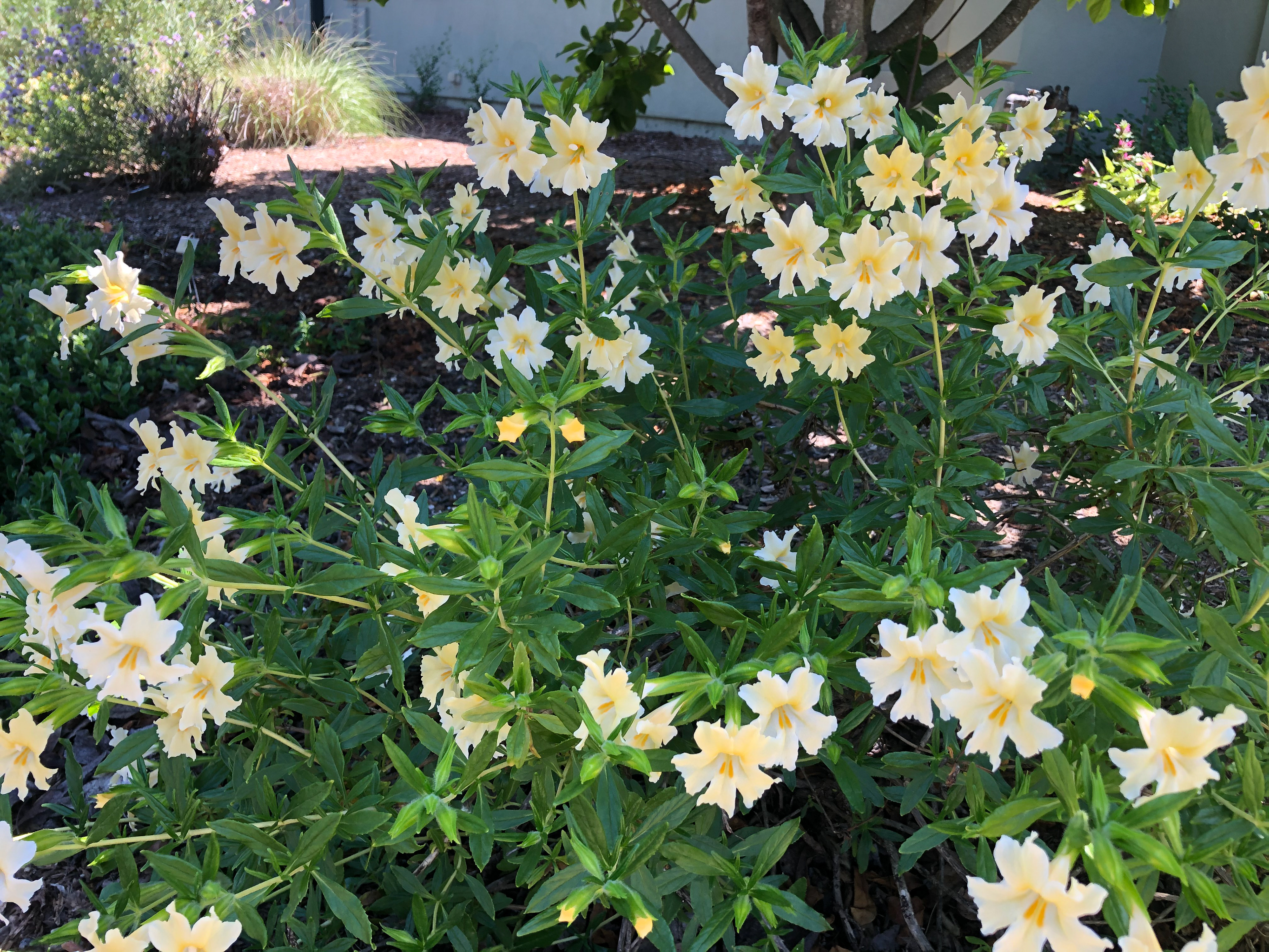 Native Plant Education
