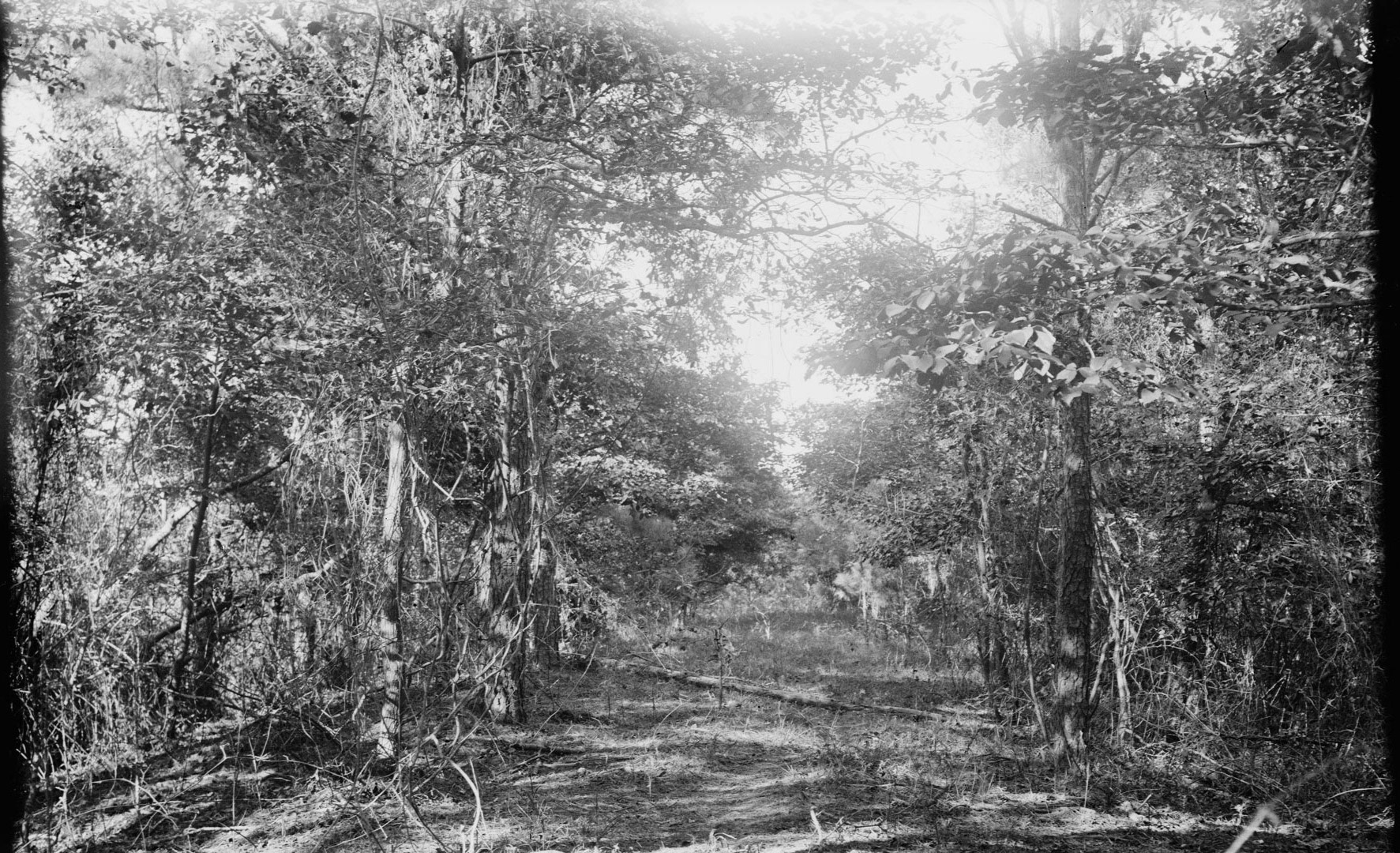 Woods near Wright Brothers' camp at Kitty Hawk, North Carolina, in 1900.