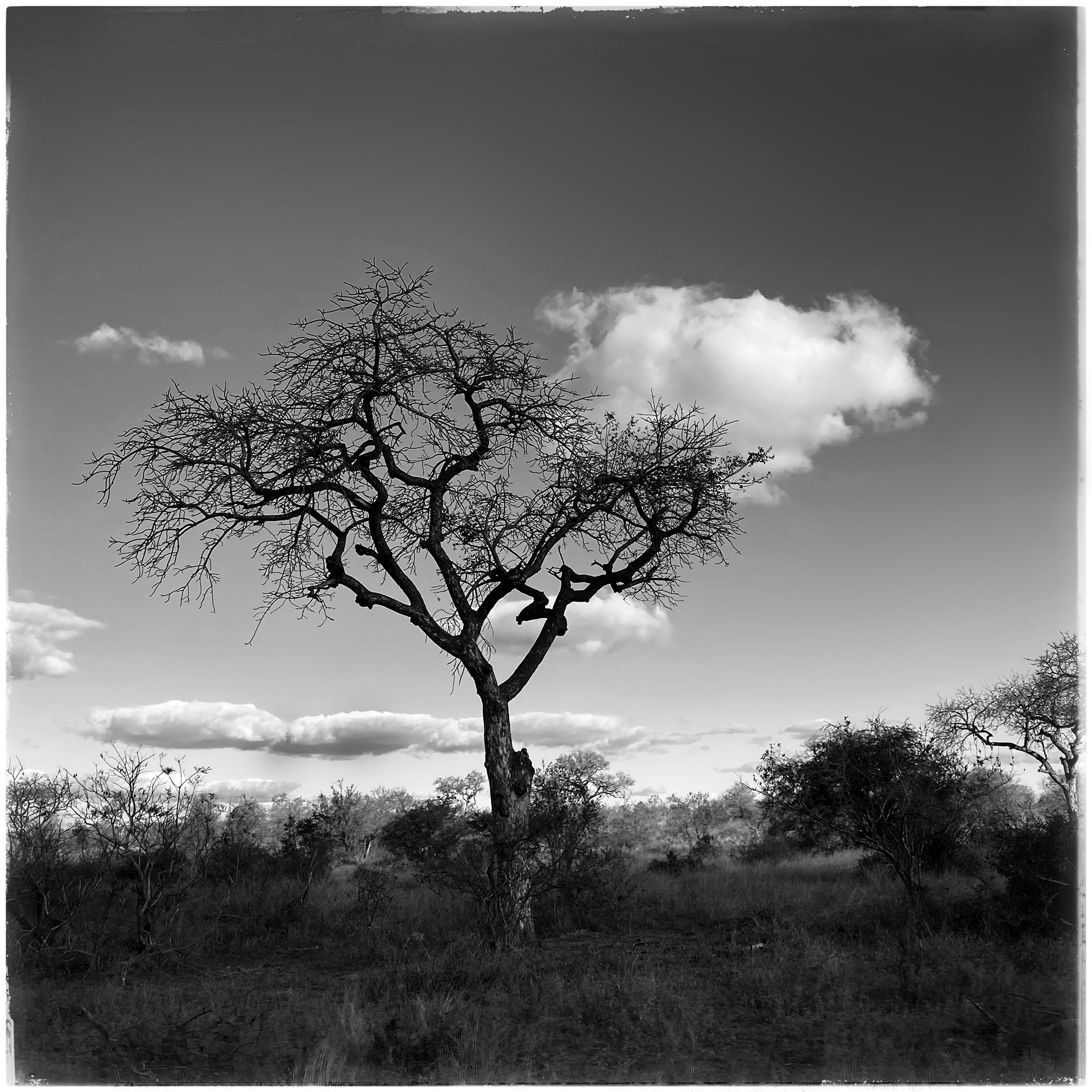 Le park Kruger