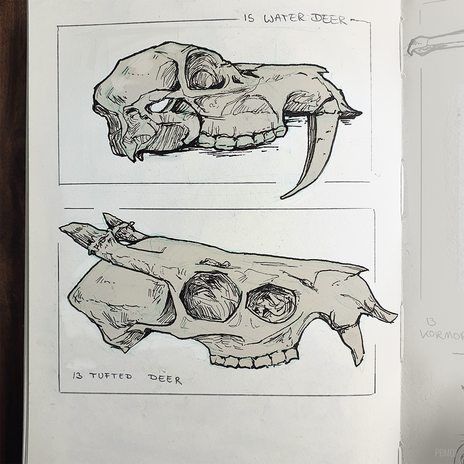 Skull Studies