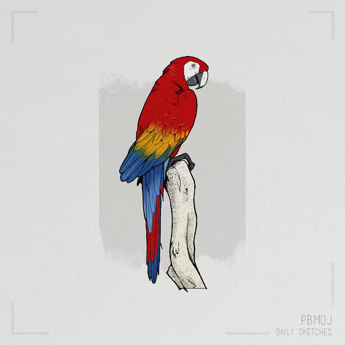 Birds - Daily Studies