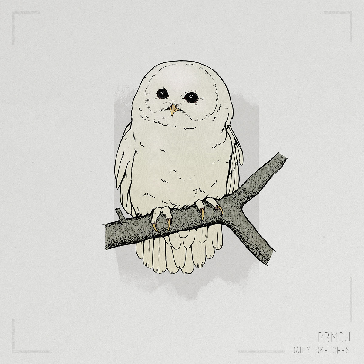 Birds - Daily Studies
