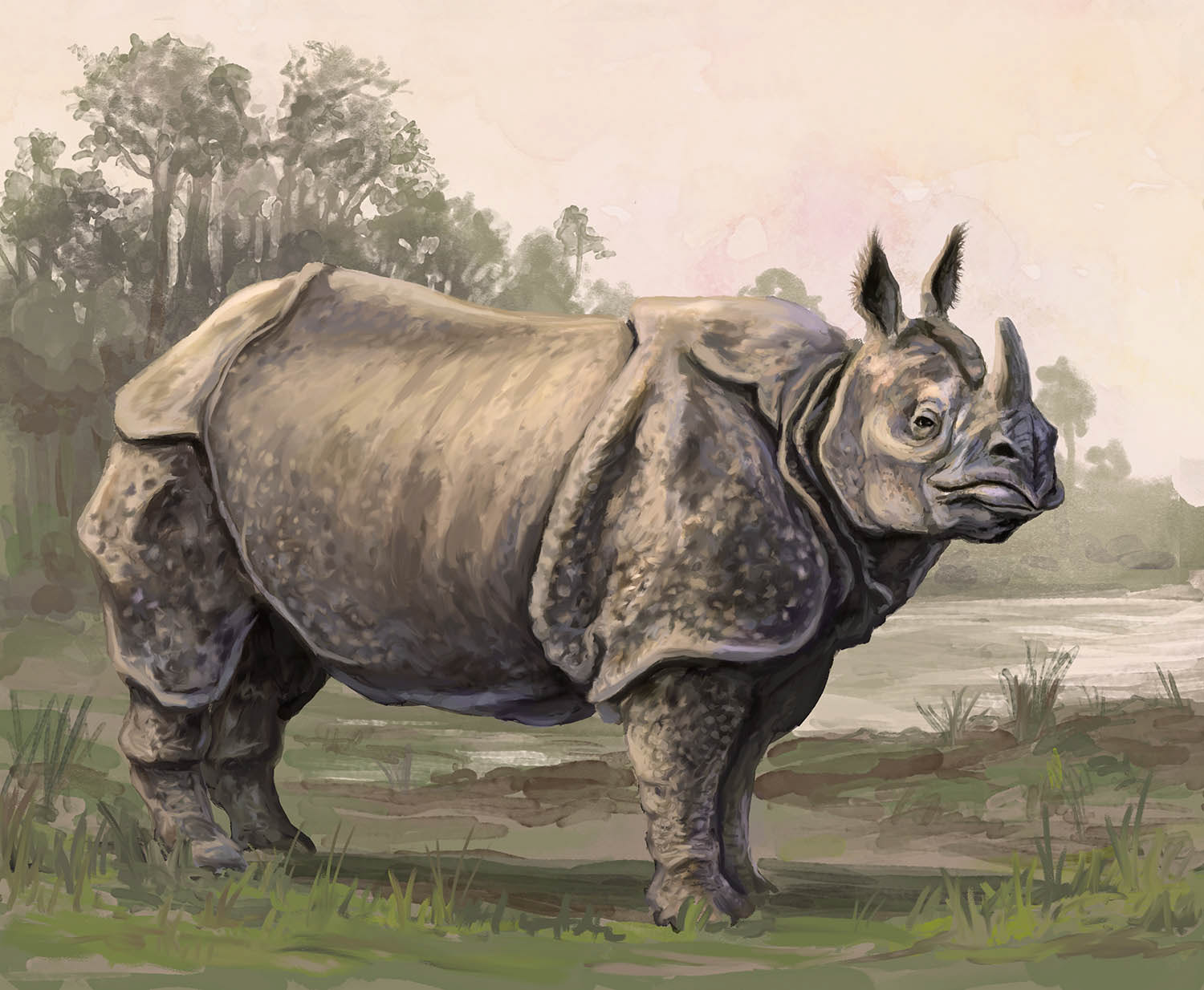 Illustration animalière rhinocéros d'Asie