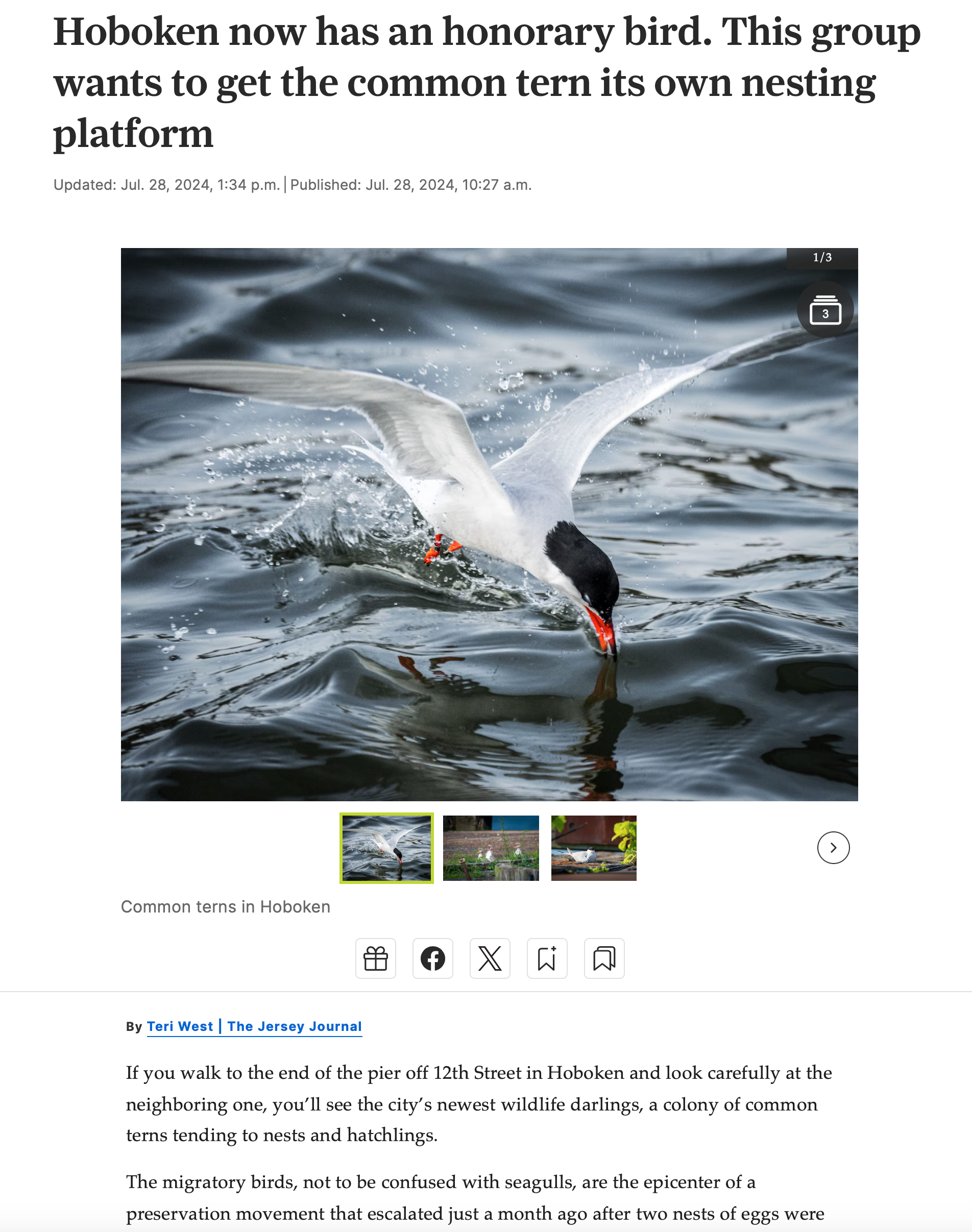 Common Tern photos in Jersey Journal