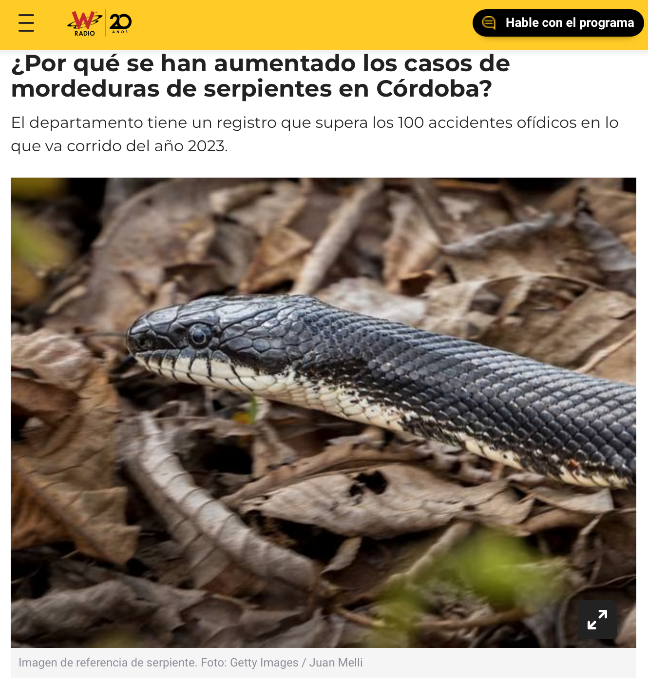 Eastern ratsnake photo appeared in a W Radio (Colombia) story about an increase in snake bites.